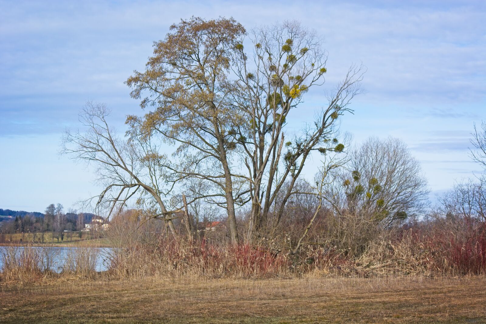 Nikon D7100 sample photo. Trees, autumn, spring photography