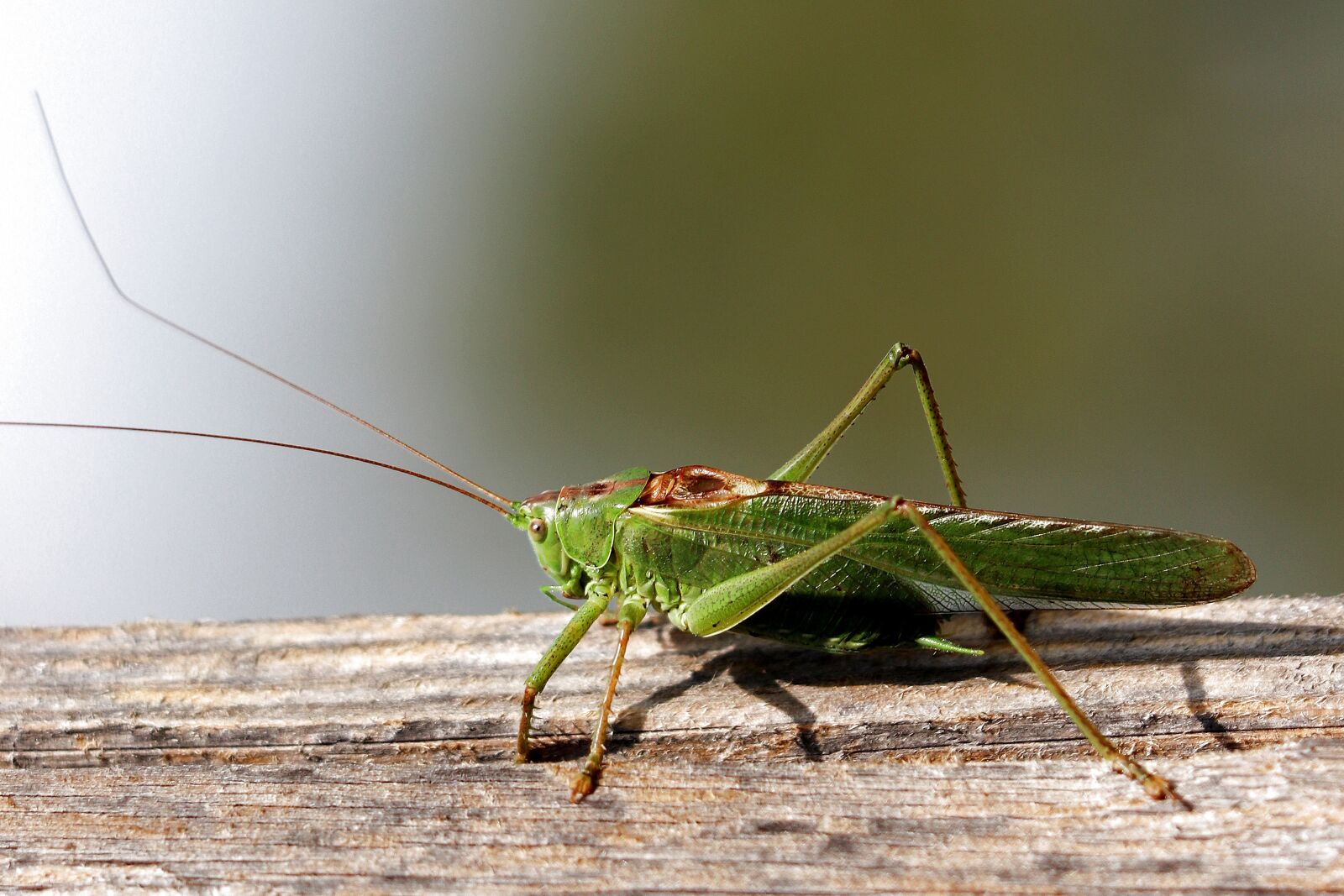 Canon EF 70-300 F4-5.6 IS II USM sample photo. Grasshopper, grille, viridissima photography