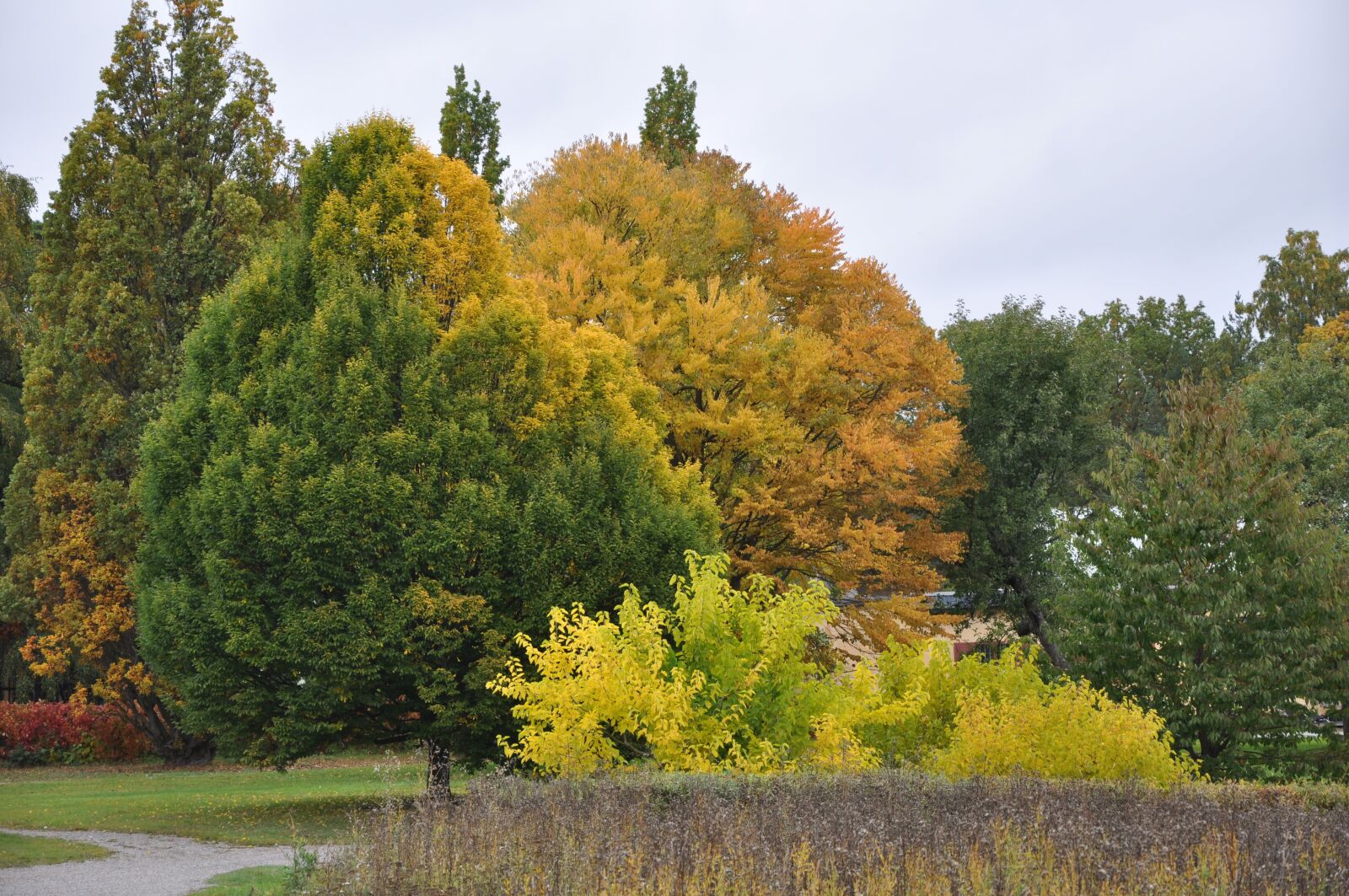 Nikon D90 sample photo. Tree, forest, autumn photography
