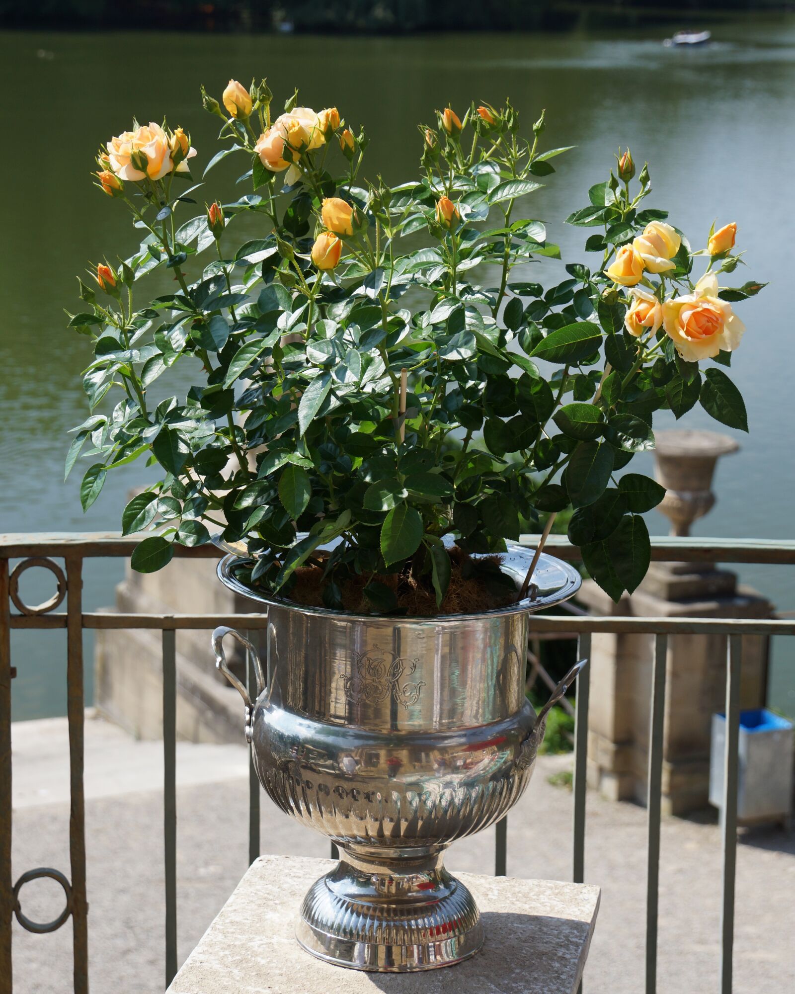Sony DT 18-250mm F3.5-6.3 sample photo. Plant, rose, pot photography