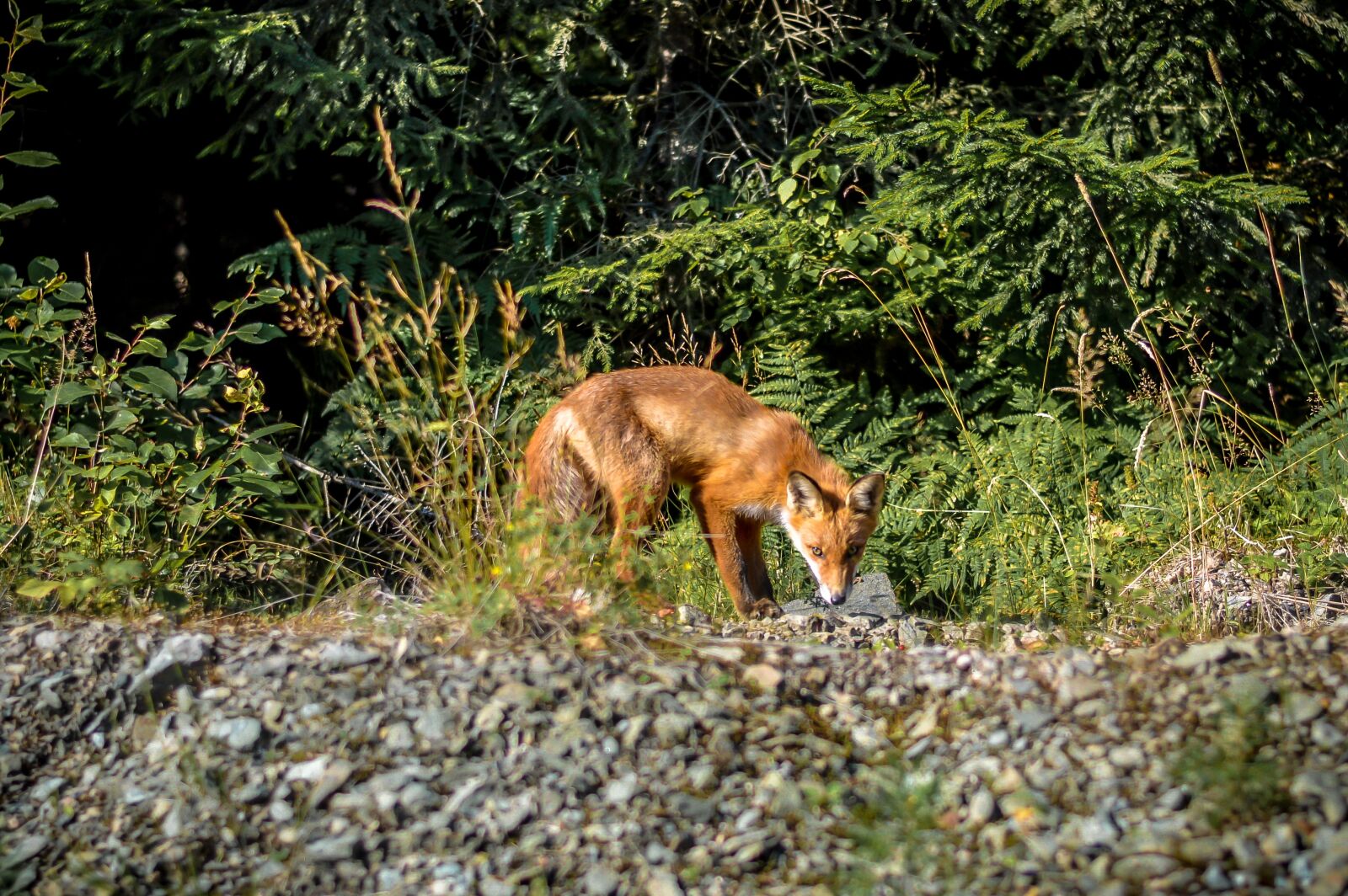 Nikon D3200 sample photo. Fox, nature, sweden photography