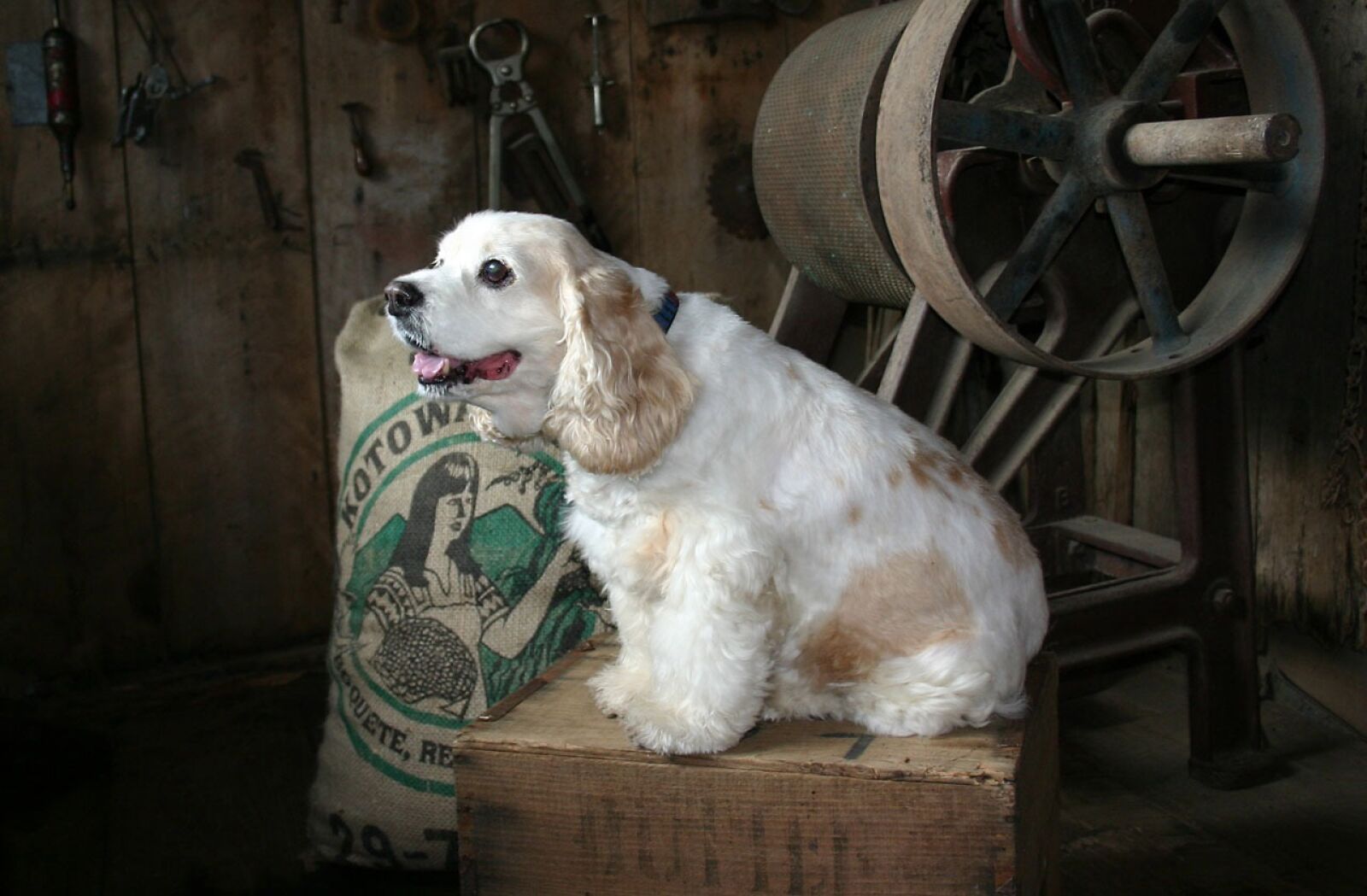 Canon EOS 300D (EOS Digital Rebel / EOS Kiss Digital) sample photo. Dog, spaniel, animal photography
