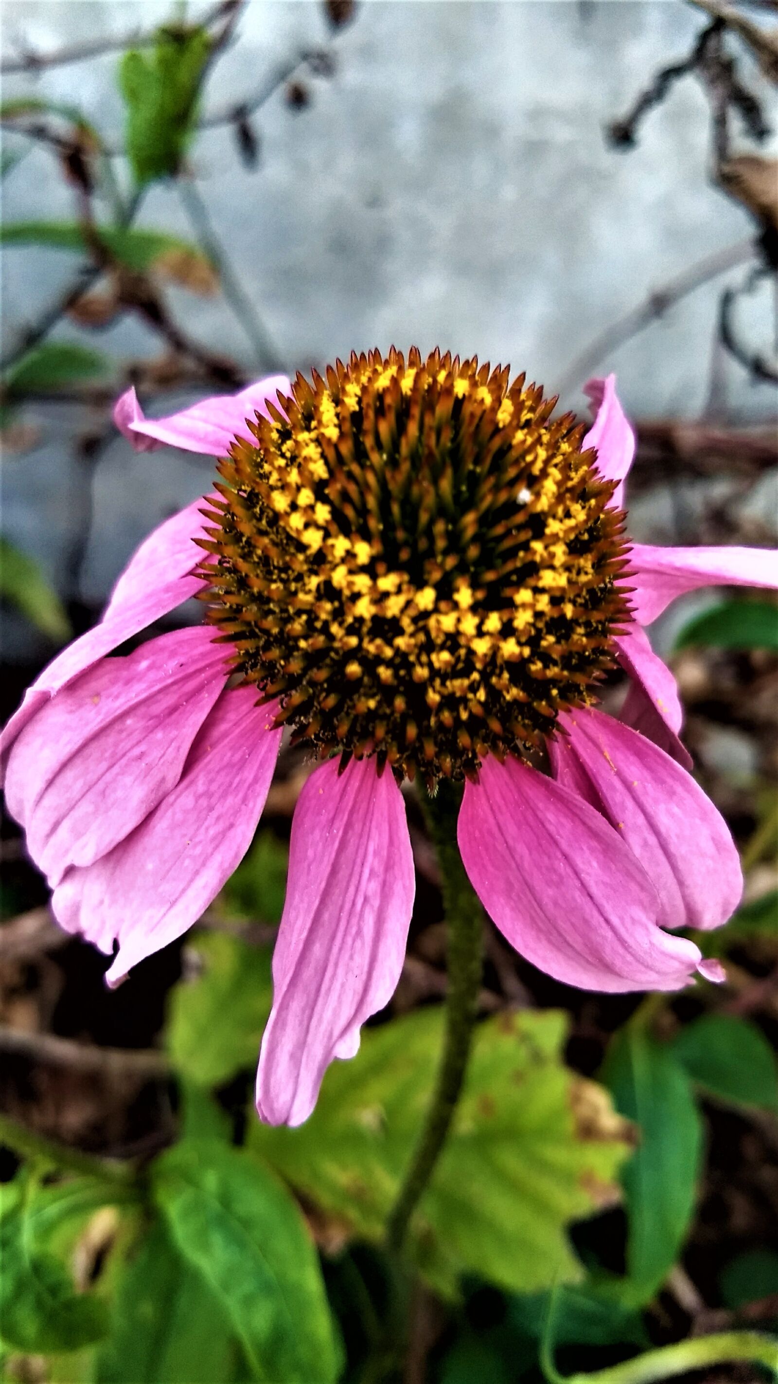 Motorola Moto G (5) Plus sample photo. Flower, petals, nature photography