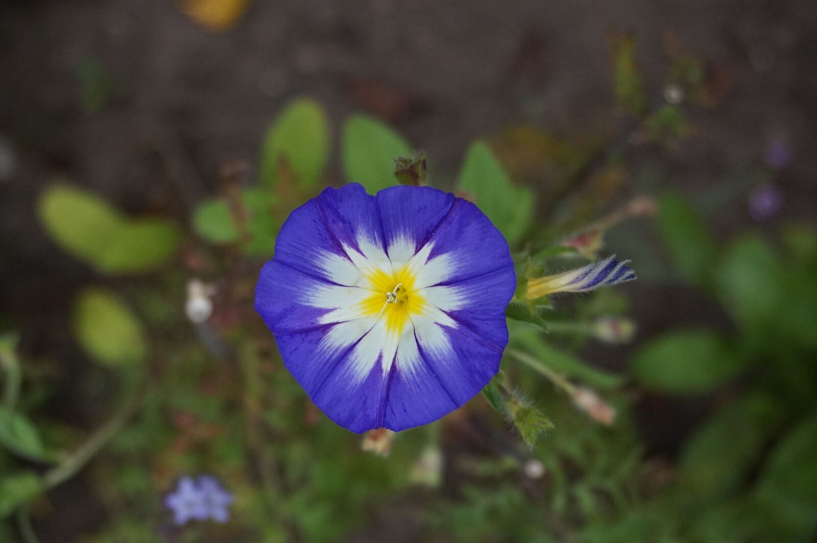 Sony Alpha a5000 (ILCE 5000) sample photo. Flower, nature, plant photography