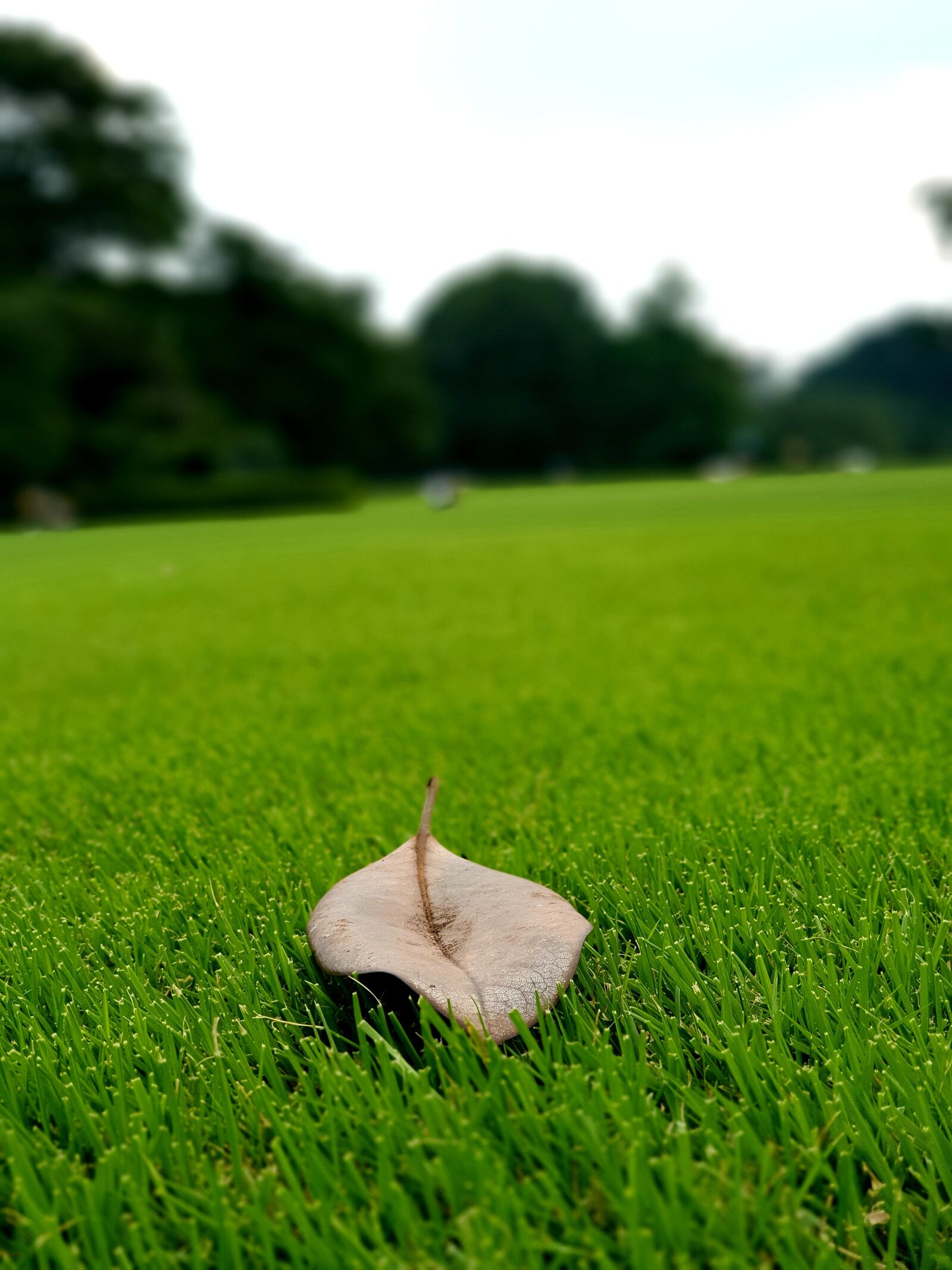 Samsung Galaxy Note9 sample photo. Garden, grass, the leaves photography