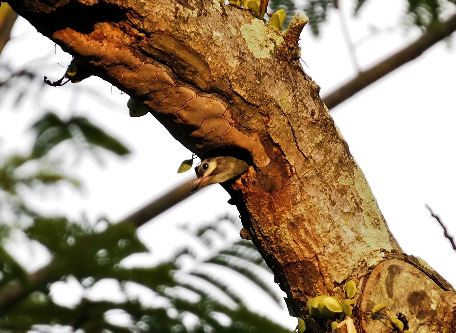 Olympus OM-D E-M5 + LUMIX G VARIO 45-150/F4.0-5.6 sample photo. Baby coppersmith barbet, wild photography