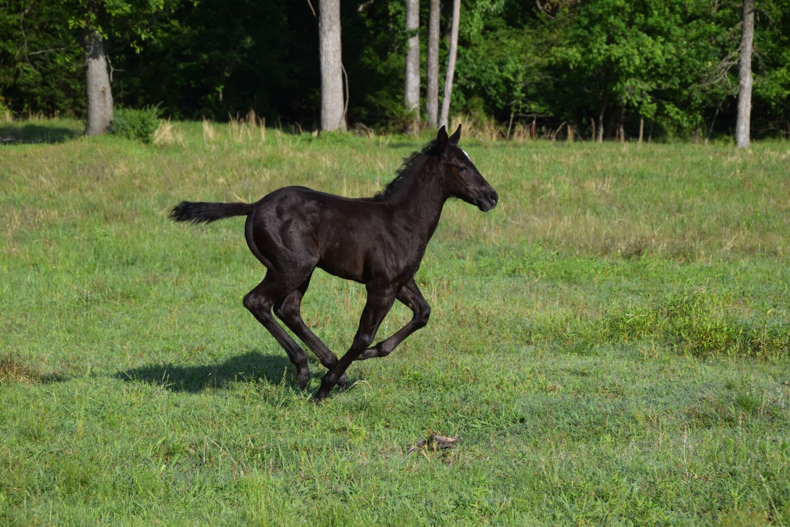 Nikon D5300 sample photo. Foal, colt, horse photography