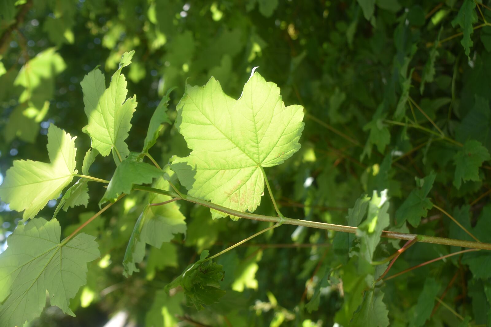Nikon D5600 sample photo. Leaves, green leaves, environment photography