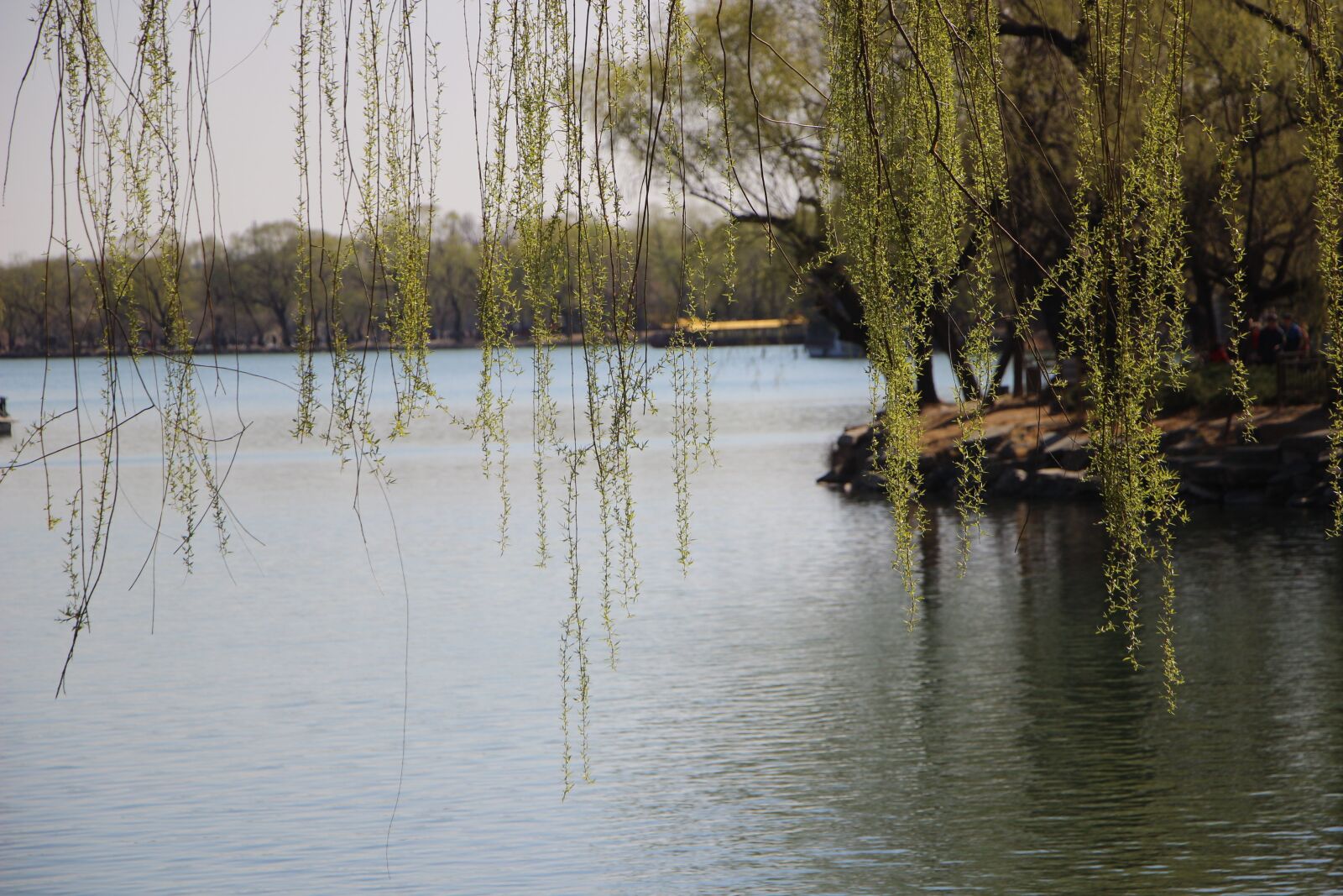 Canon EOS 600D (Rebel EOS T3i / EOS Kiss X5) sample photo. Scene, spring, willow photography