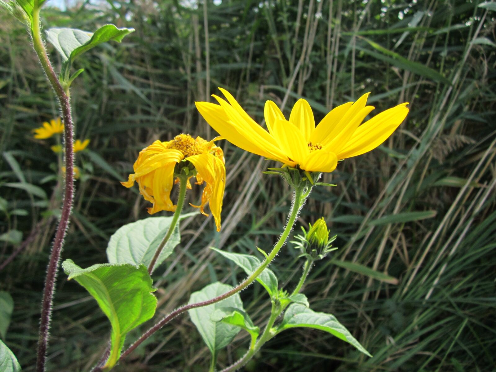 Canon PowerShot A1200 sample photo. Heliantheae, asteroideae, sunflower photography