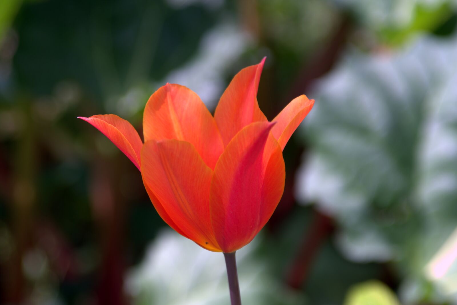 Pentax K-S2 sample photo. Tulip, orange, frayed photography
