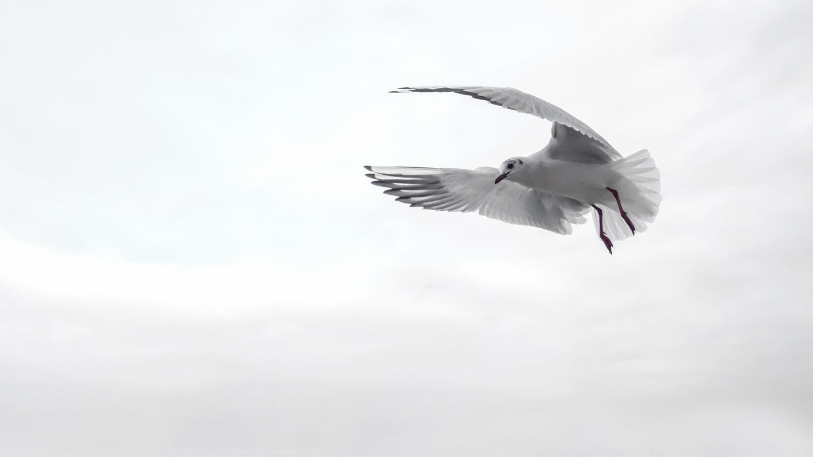 Sony Cyber-shot DSC-RX100 sample photo. Gull, wing, bird photography