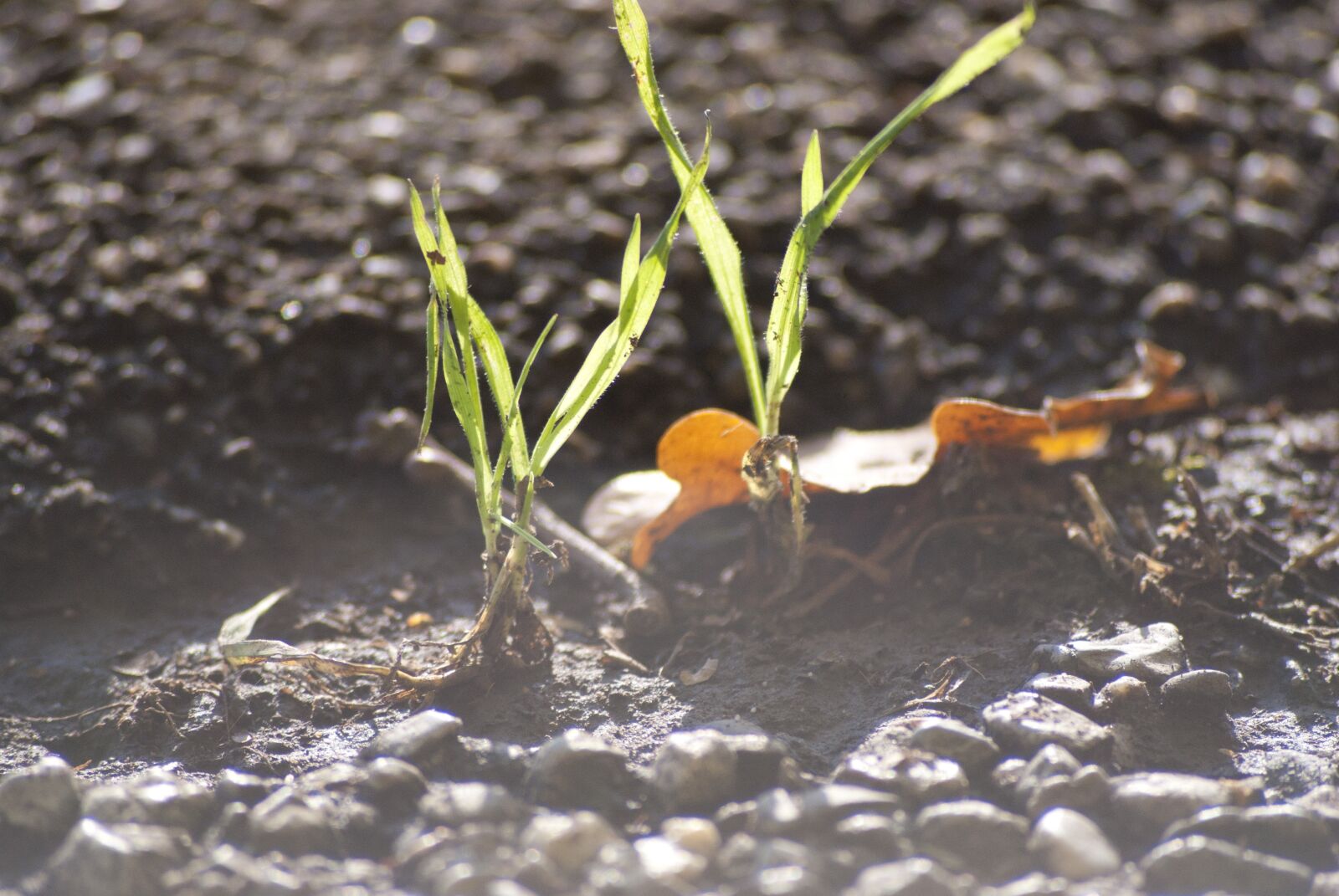 Sony Alpha DSLR-A300 sample photo. Macro, blinding, earth photography