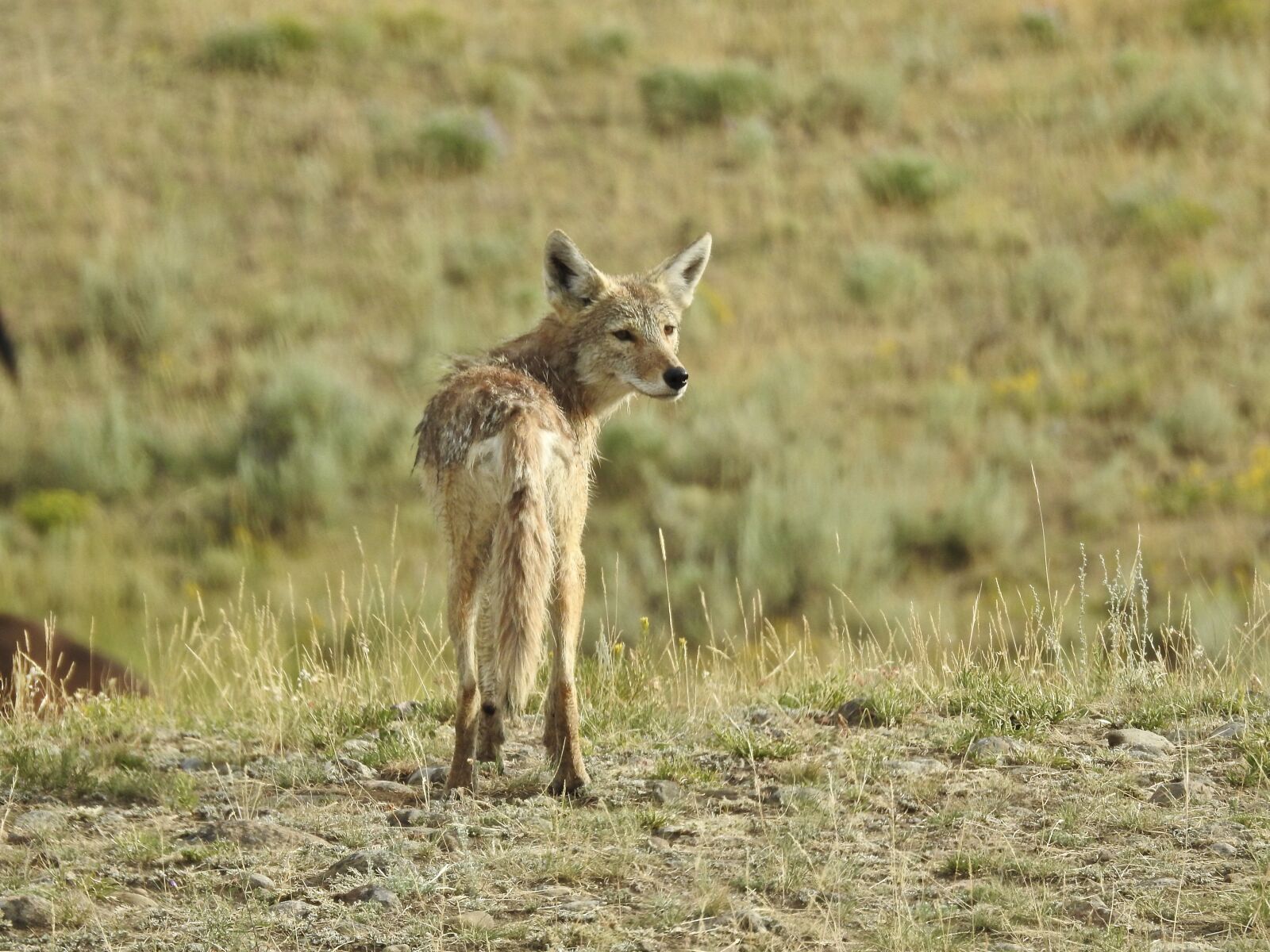 Nikon Coolpix P900 sample photo. Coyote, yellowstone national park photography