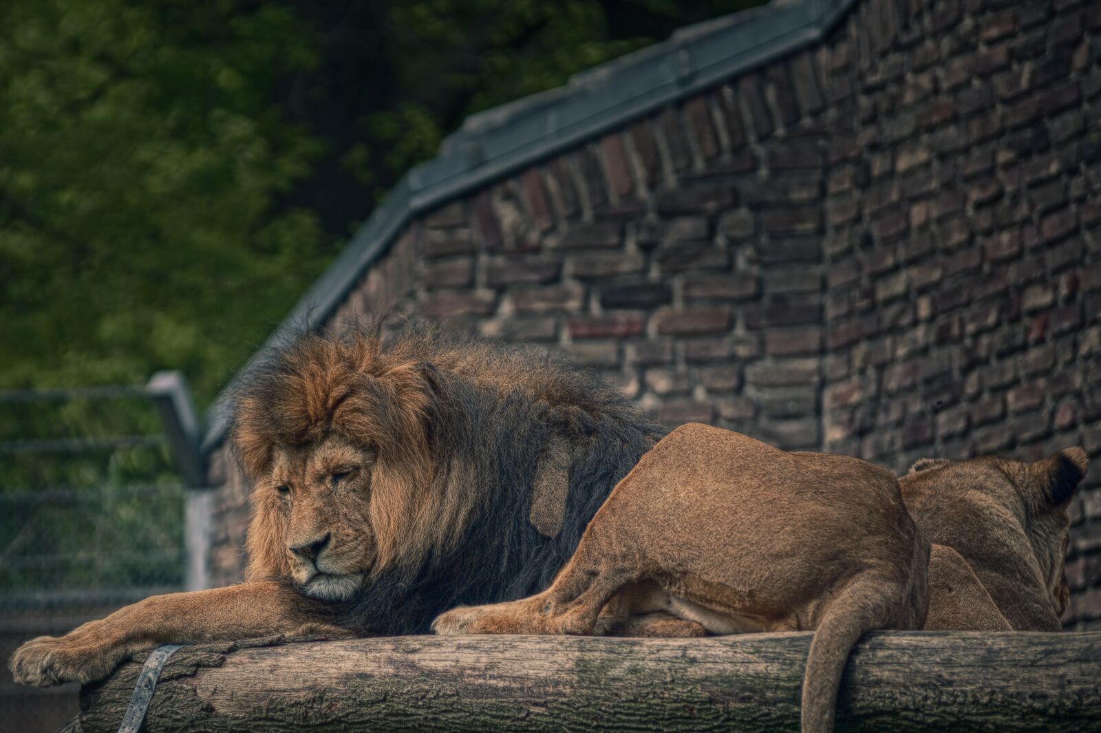 Nikon D700 sample photo. Lion, zoo, big cat photography