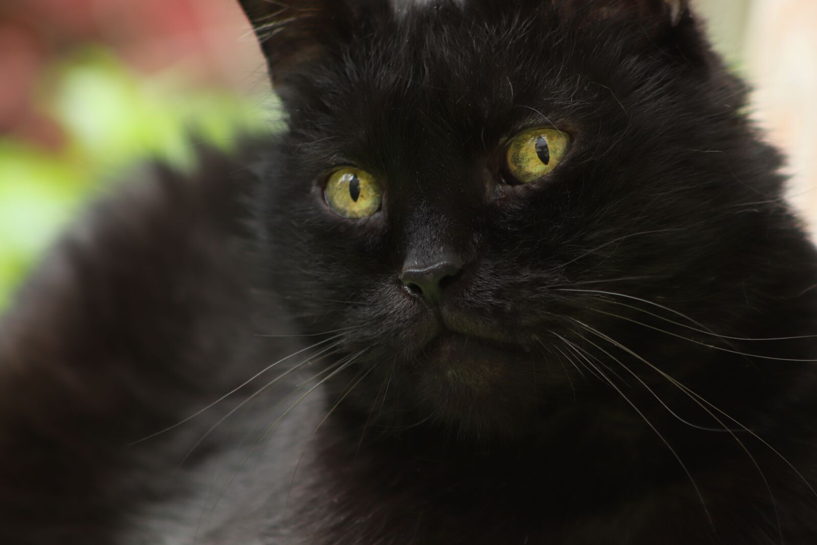 Canon EOS 800D (EOS Rebel T7i / EOS Kiss X9i) sample photo. Cat, black cat, cat photography