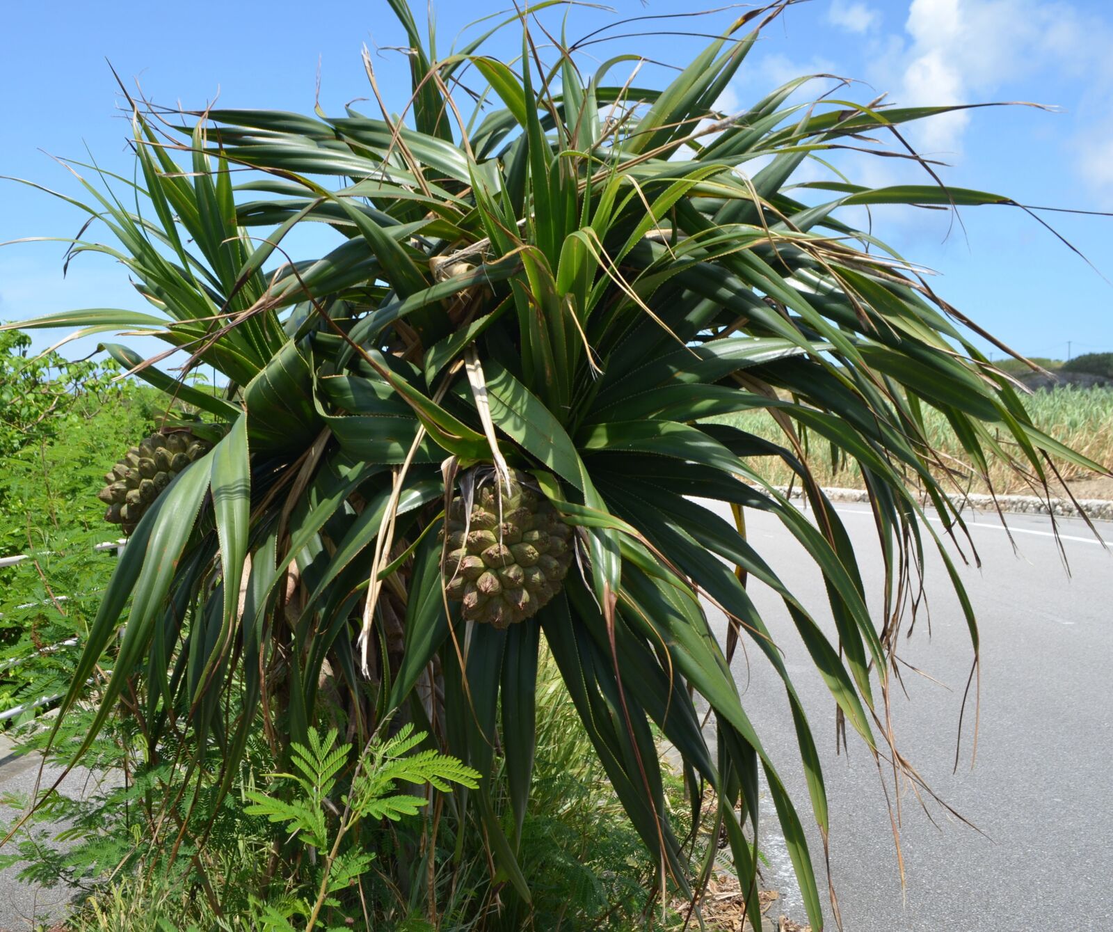 Nikon D5100 sample photo