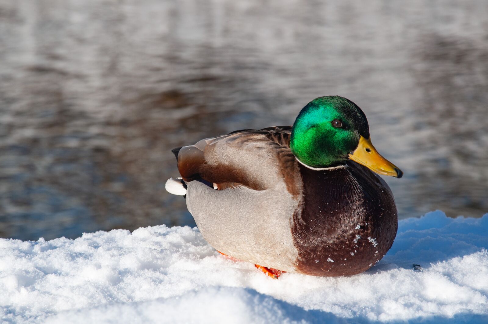 Nikon D5000 sample photo. Mallard duck, winter, bird photography