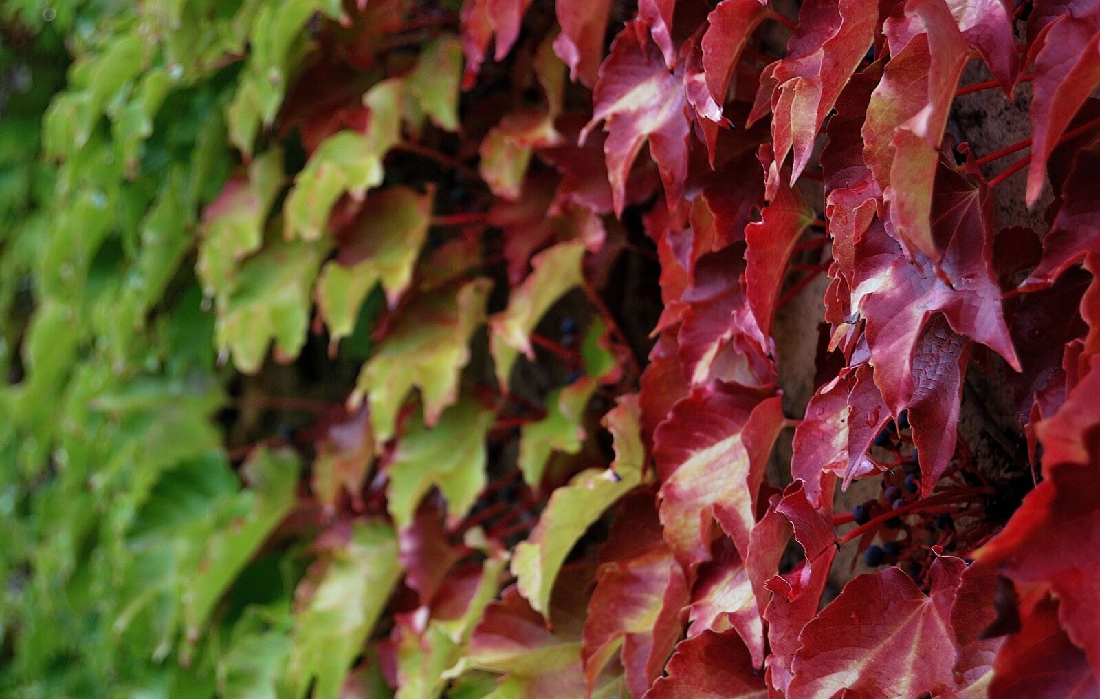 Nikon D60 sample photo. Ivy, shade, creeper photography