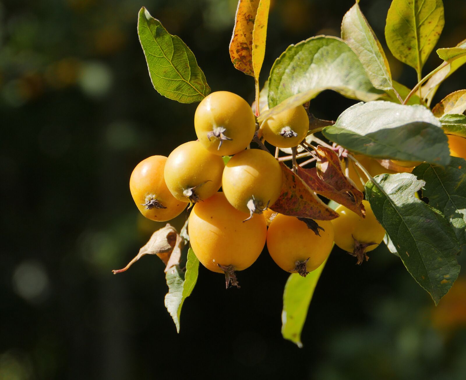 Panasonic Lumix DMC-GX8 sample photo. Berries, bush, autumn photography