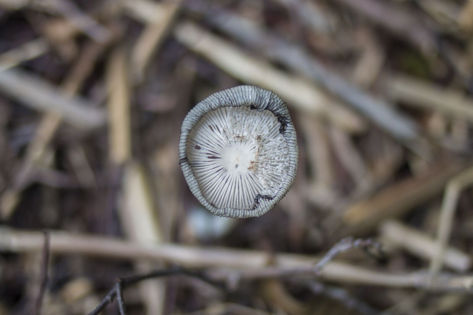 Canon EOS 70D + Canon EF 35mm F2 sample photo. Mushroom, nature, autumn photography