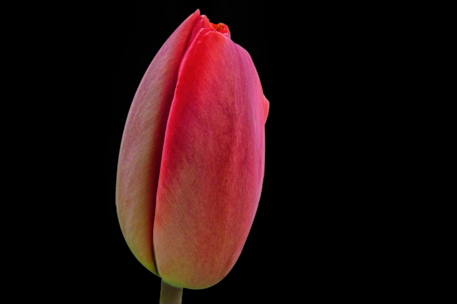 Panasonic DMC-FZ72 sample photo. Flower, nature, tulip photography