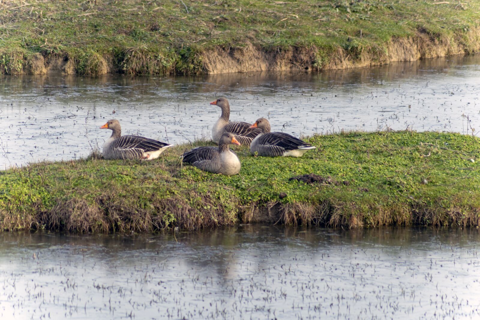 Nikon D7500 sample photo. Ducks, nature, animal photography