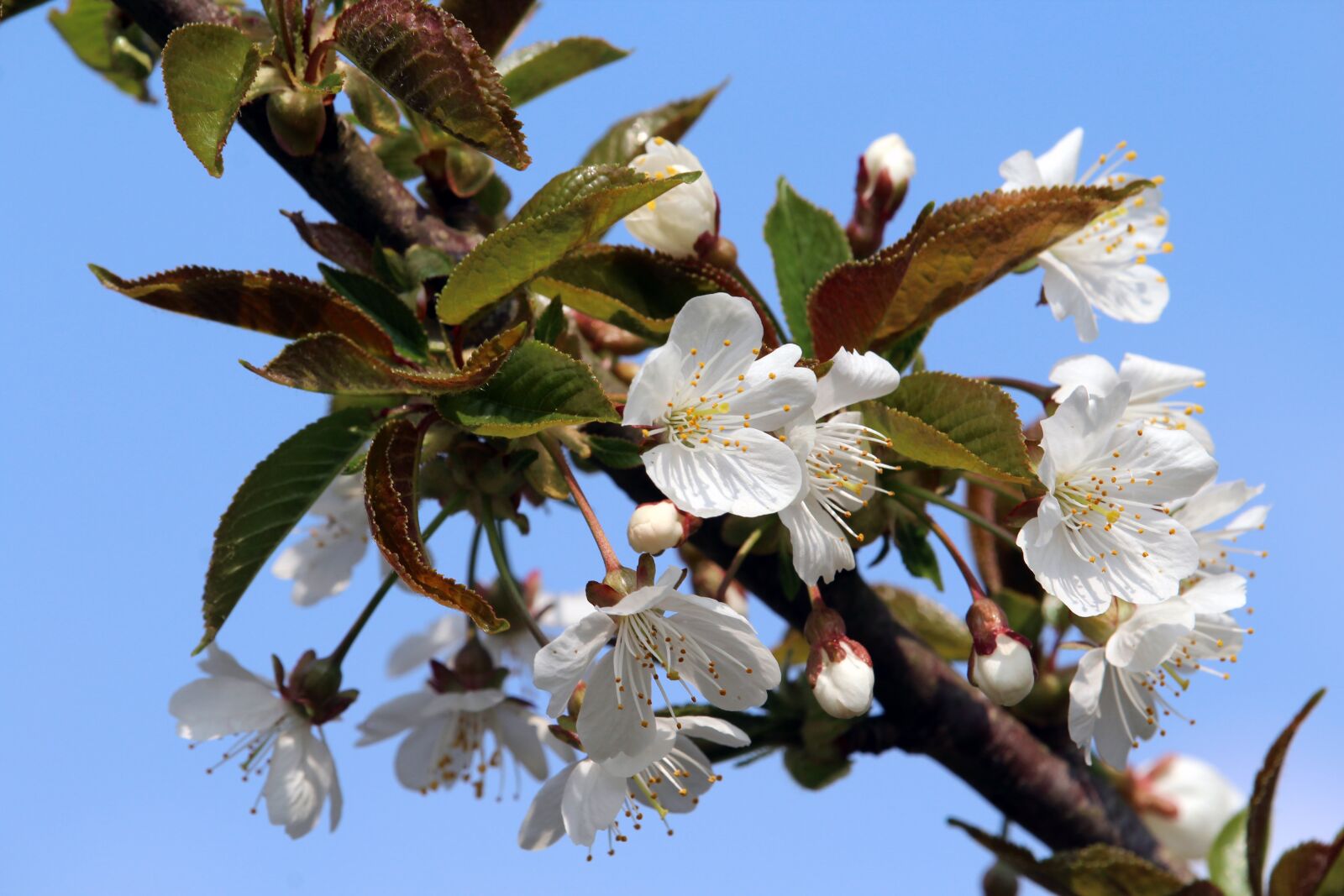 Canon EOS 1200D (EOS Rebel T5 / EOS Kiss X70 / EOS Hi) sample photo. Blossom, bloom, white photography