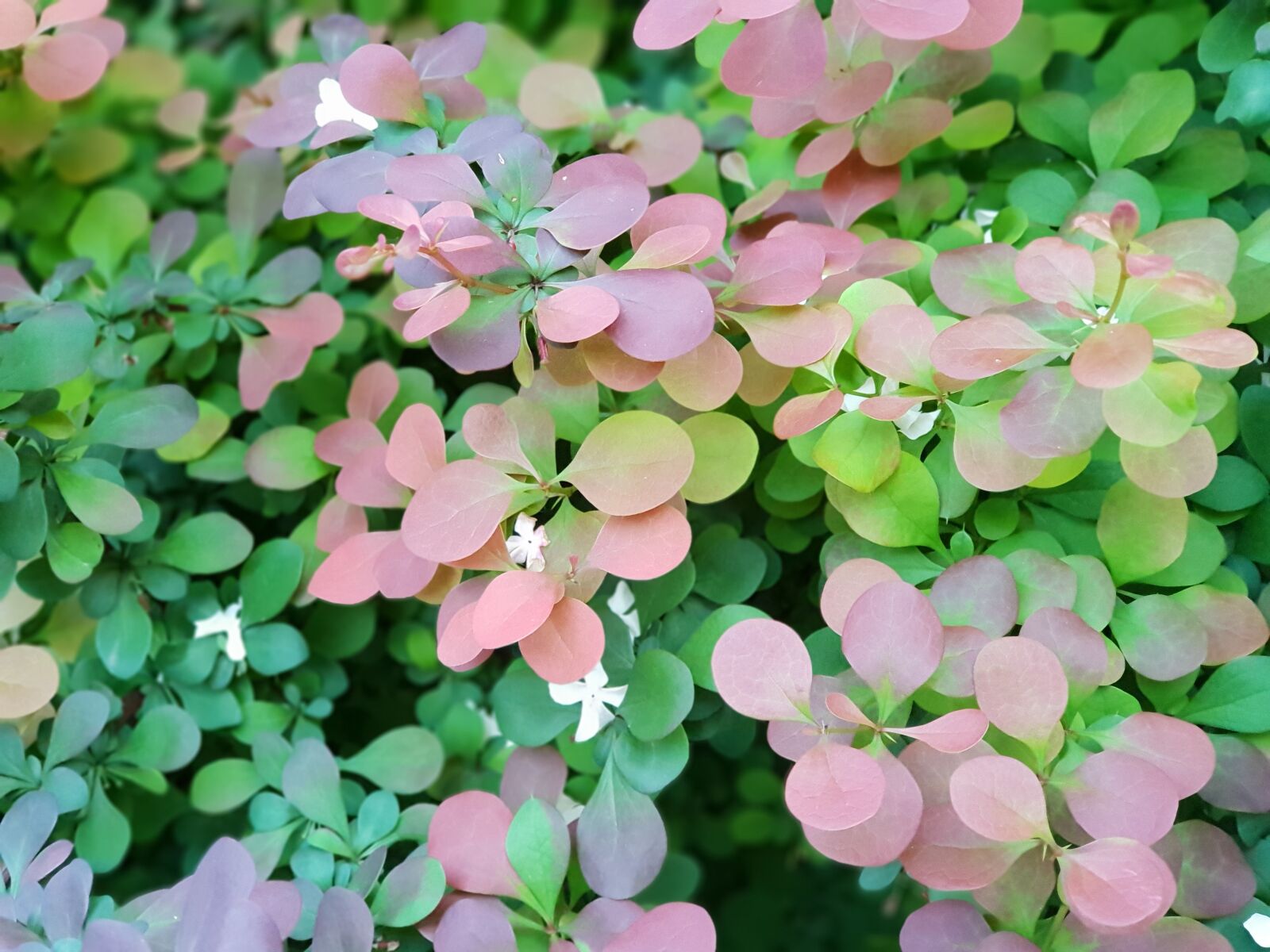 Samsung Galaxy S9+ sample photo. Flowers leaf, nature, plant photography