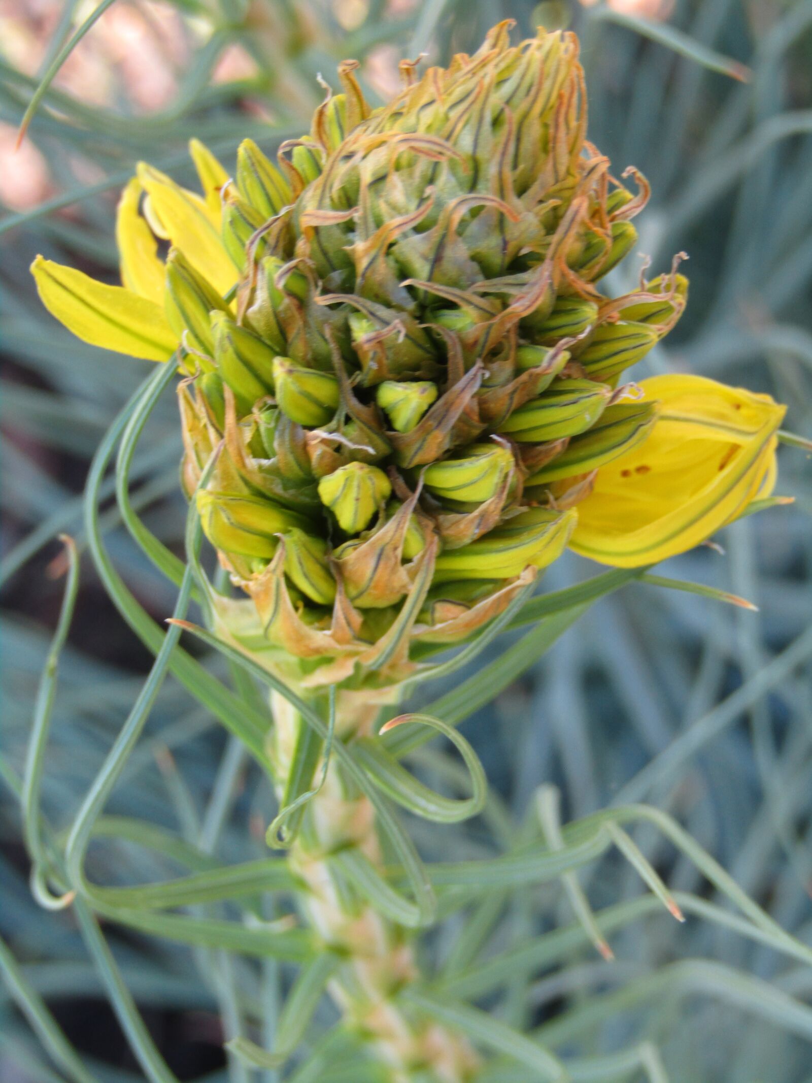 Canon POWERSHOT SX432 IS sample photo. Goldwurz, asphodeline lutea, flower photography