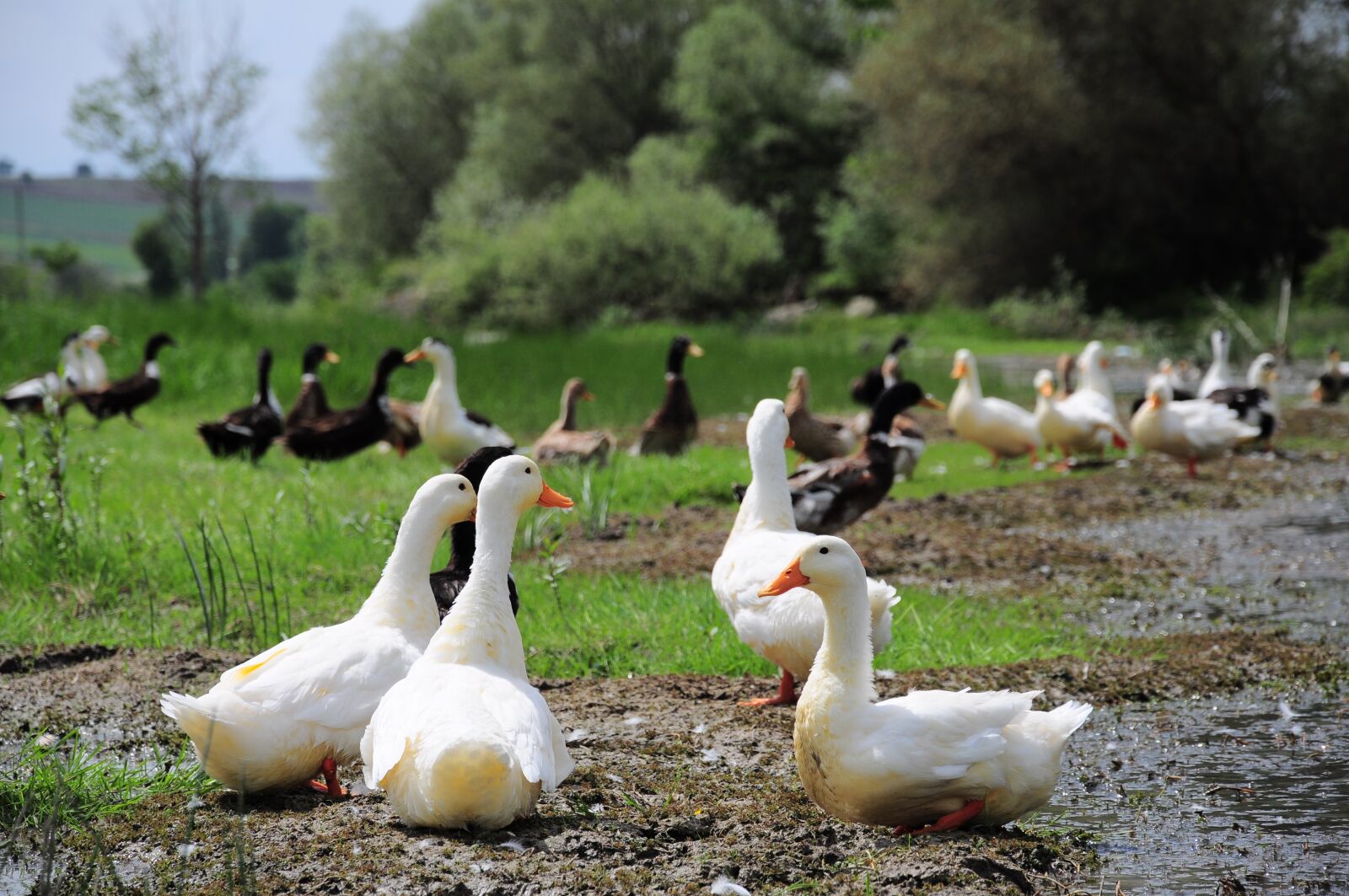 Nikon D90 sample photo. Duck, duck picture, ducks photography
