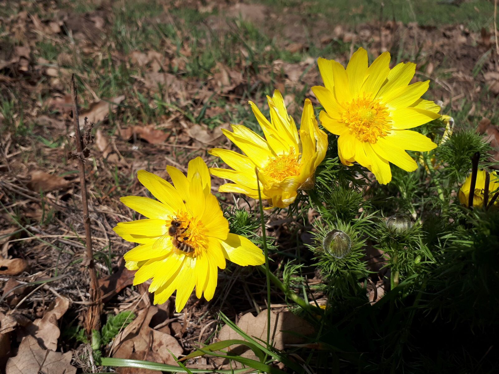 Samsung Galaxy A5(2017) sample photo. Flowers, yellow, spring photography