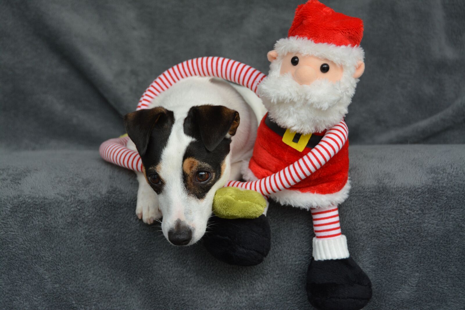 Nikon D7100 sample photo. Jack russel, christmas, st photography