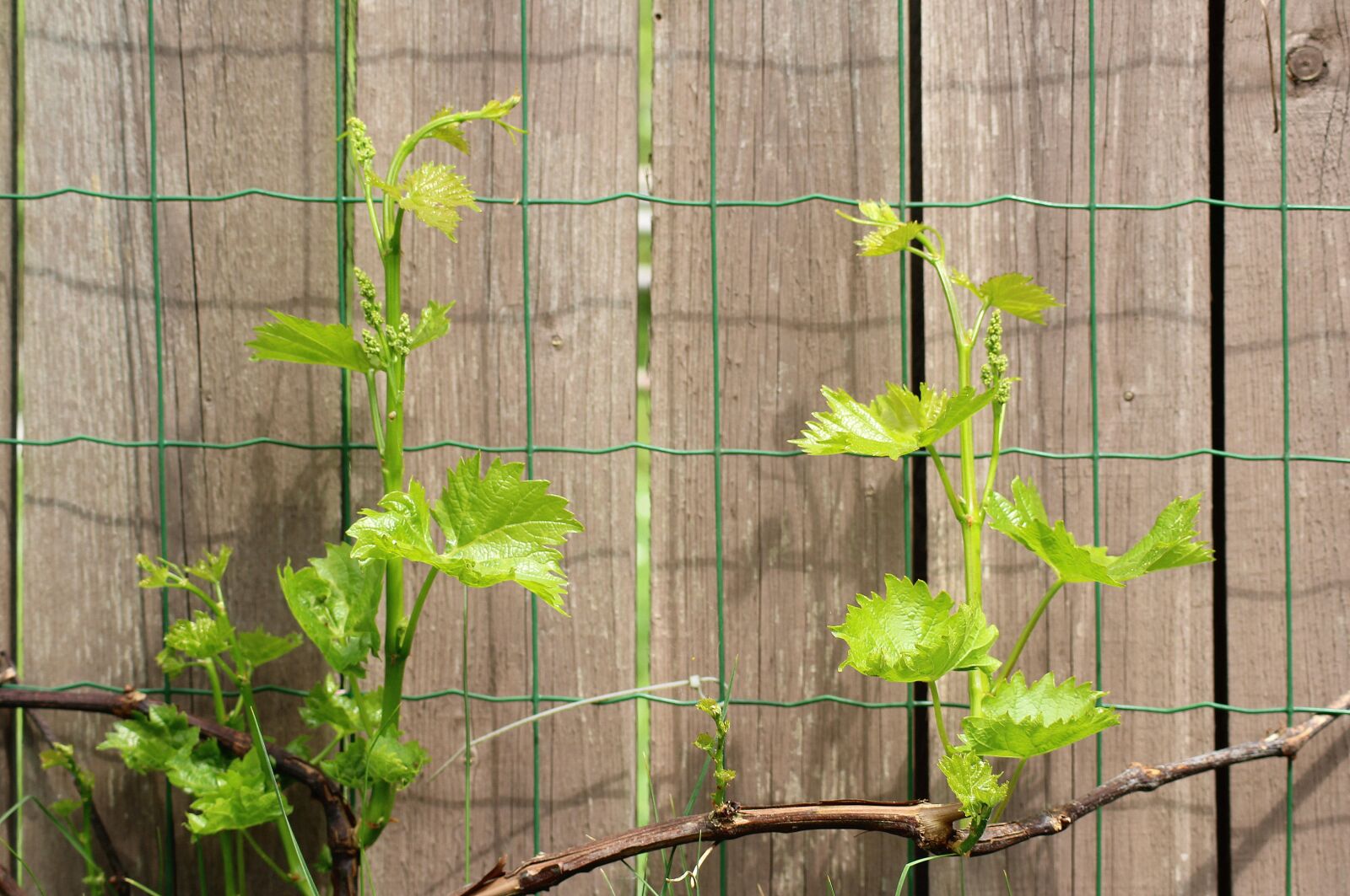 Canon EOS 1200D (EOS Rebel T5 / EOS Kiss X70 / EOS Hi) sample photo. Grapes, young shoots, the photography