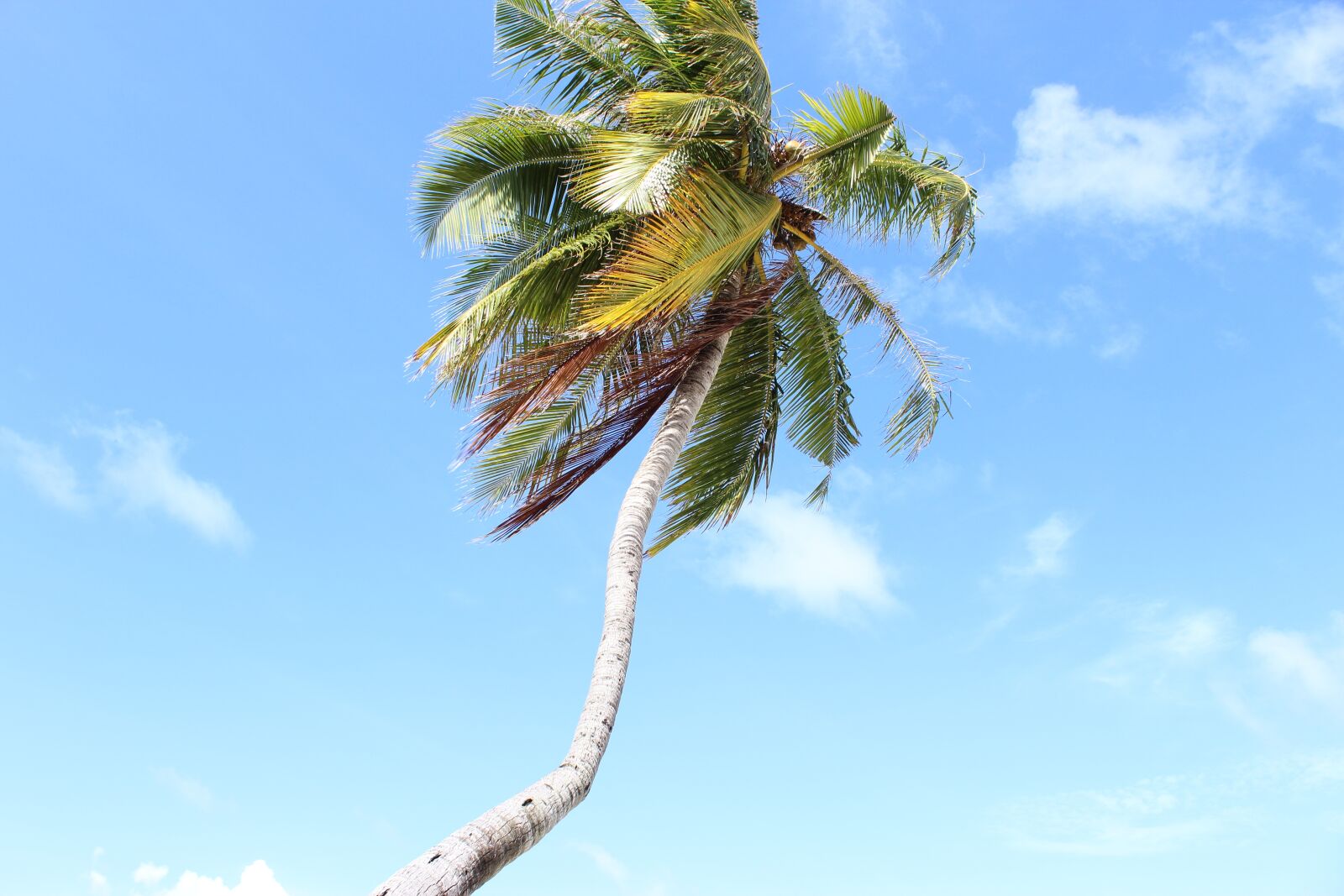 Canon EOS 1200D (EOS Rebel T5 / EOS Kiss X70 / EOS Hi) sample photo. Maldives, palm, sky photography