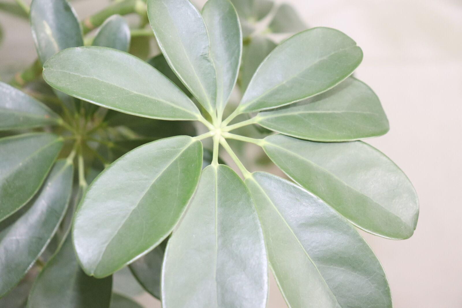 Canon EOS 800D (EOS Rebel T7i / EOS Kiss X9i) sample photo. Green leaf, spring, potted photography