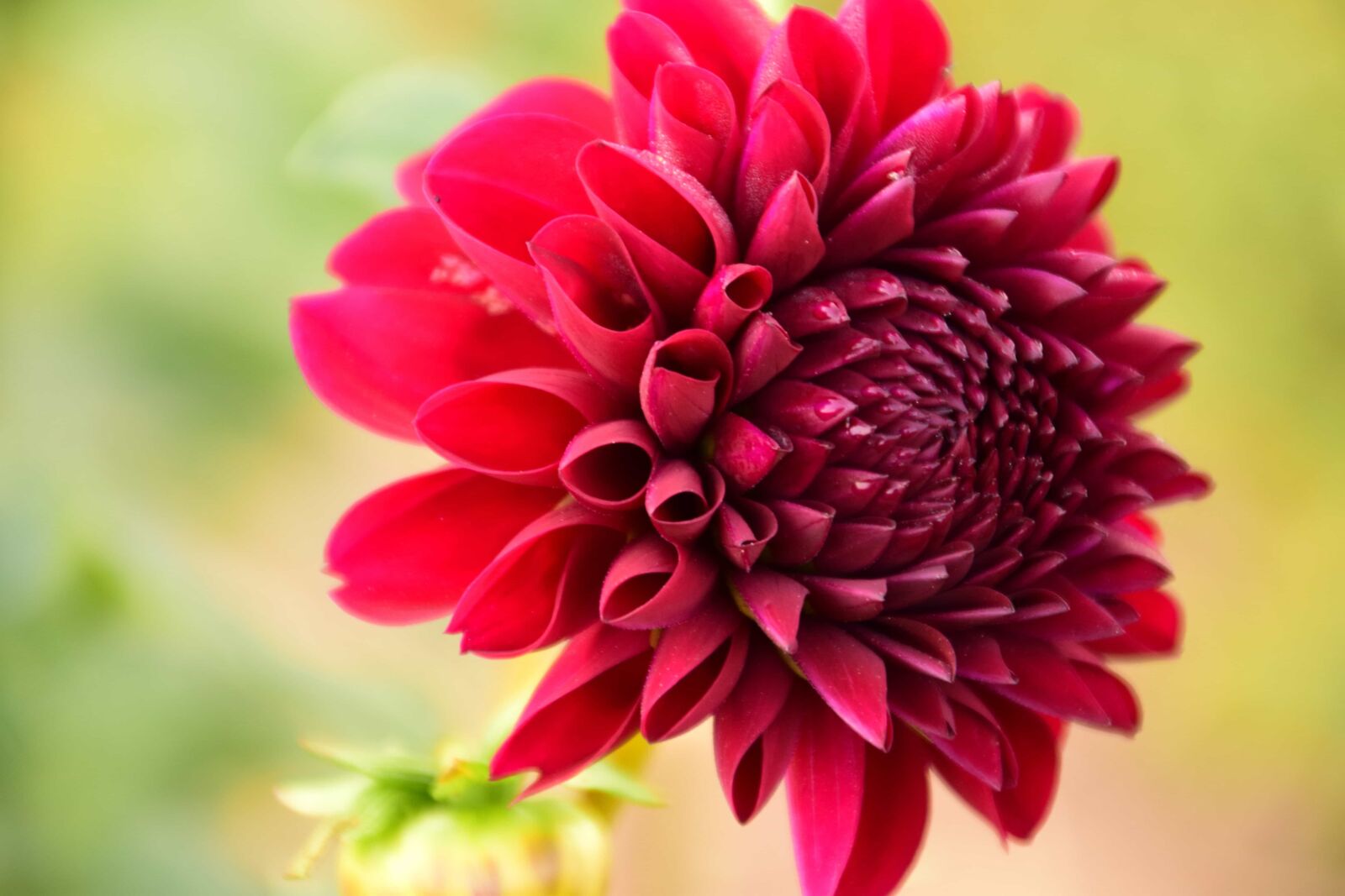 Nikon D3300 sample photo. Beautiful, macro, red flower photography