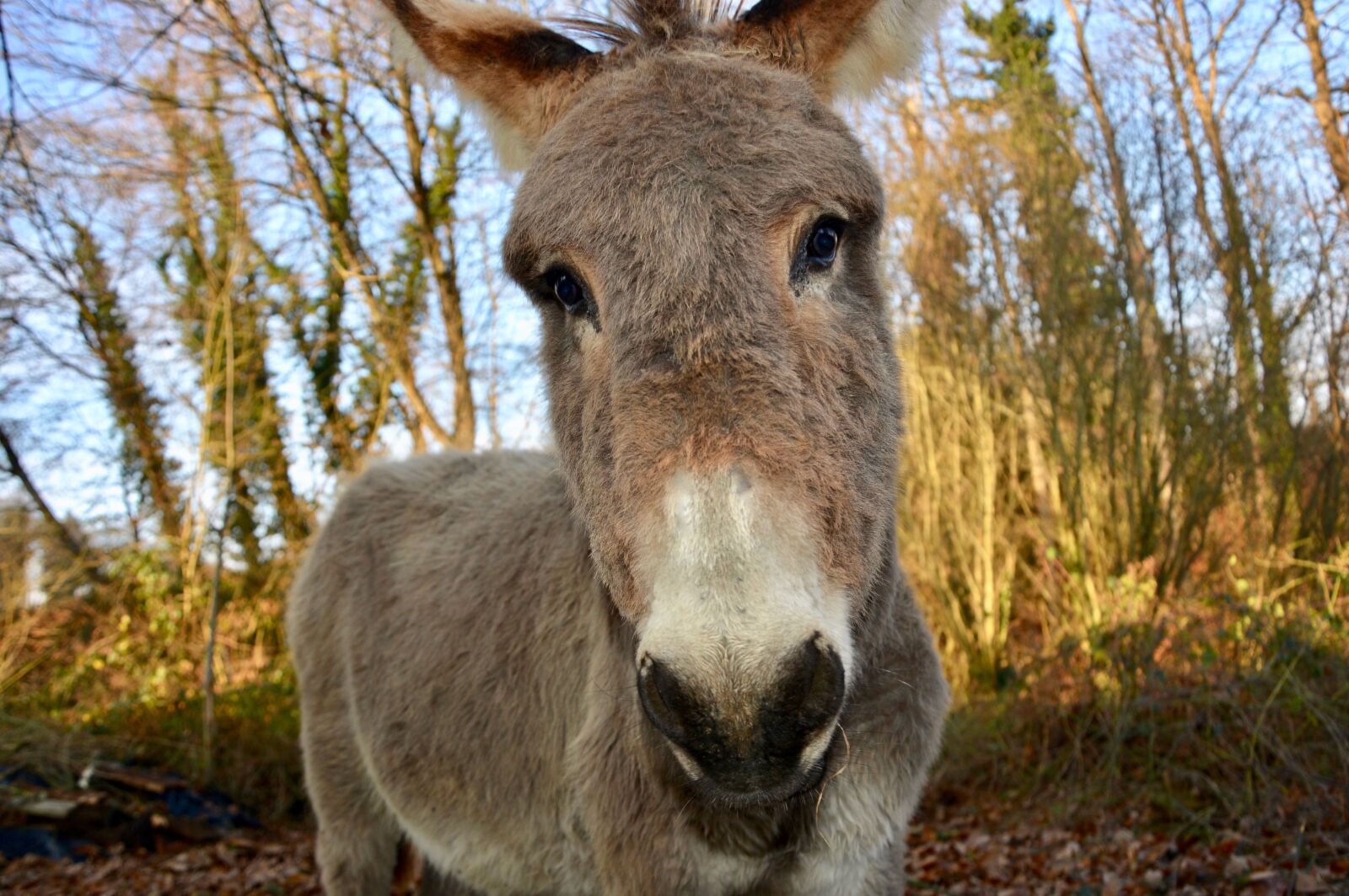 Nikon D5200 sample photo. Donkey, equines, animals photography
