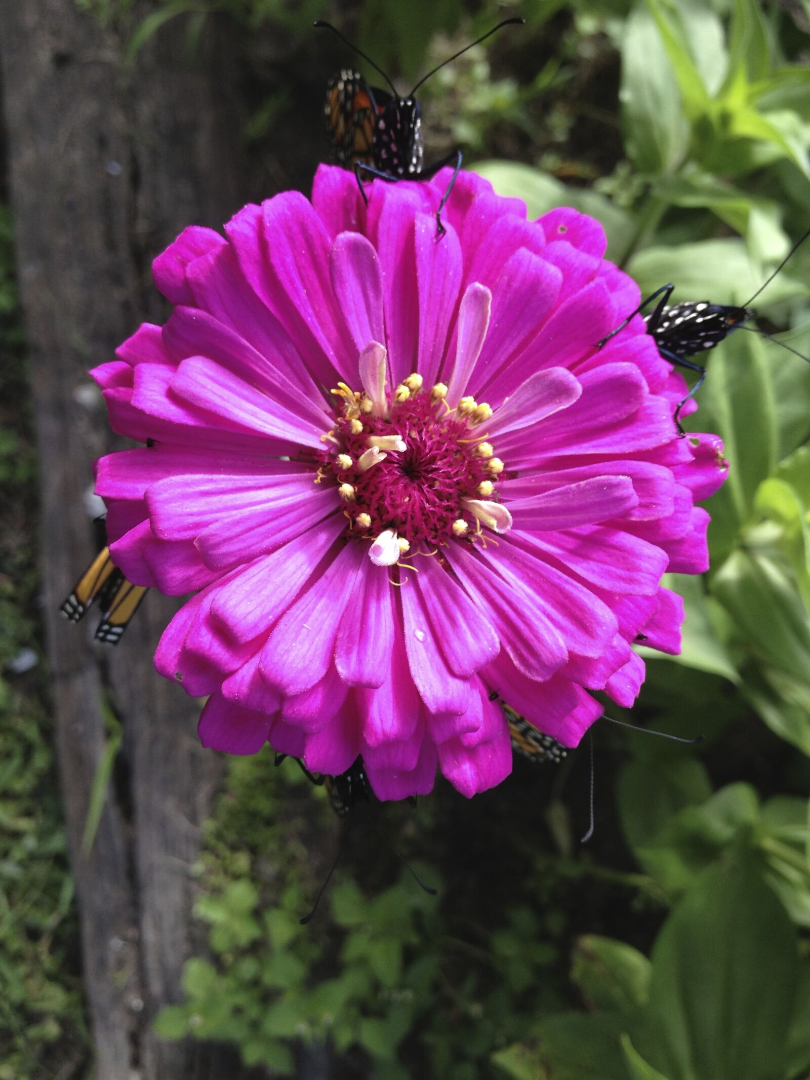 Apple iPhone 4S sample photo. Zinnia, flower, fuschia photography