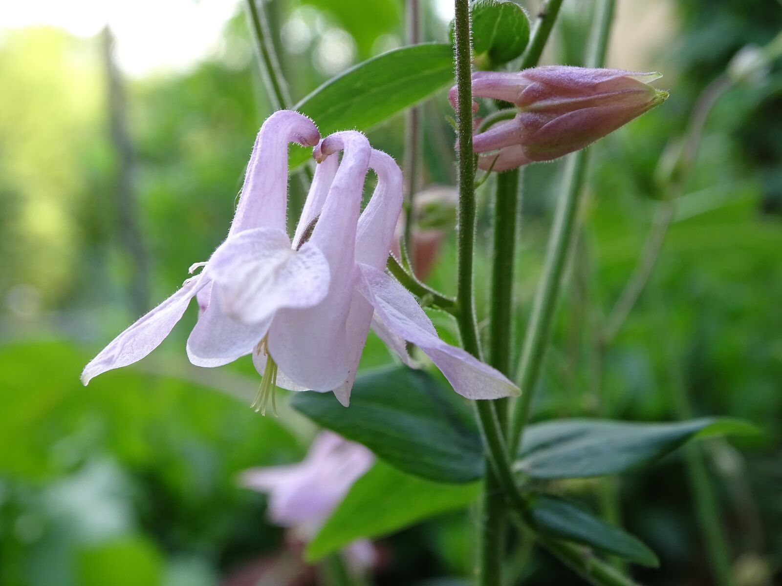 Sony Cyber-shot DSC-HX400V sample photo. Columbine, columbine flower, common photography