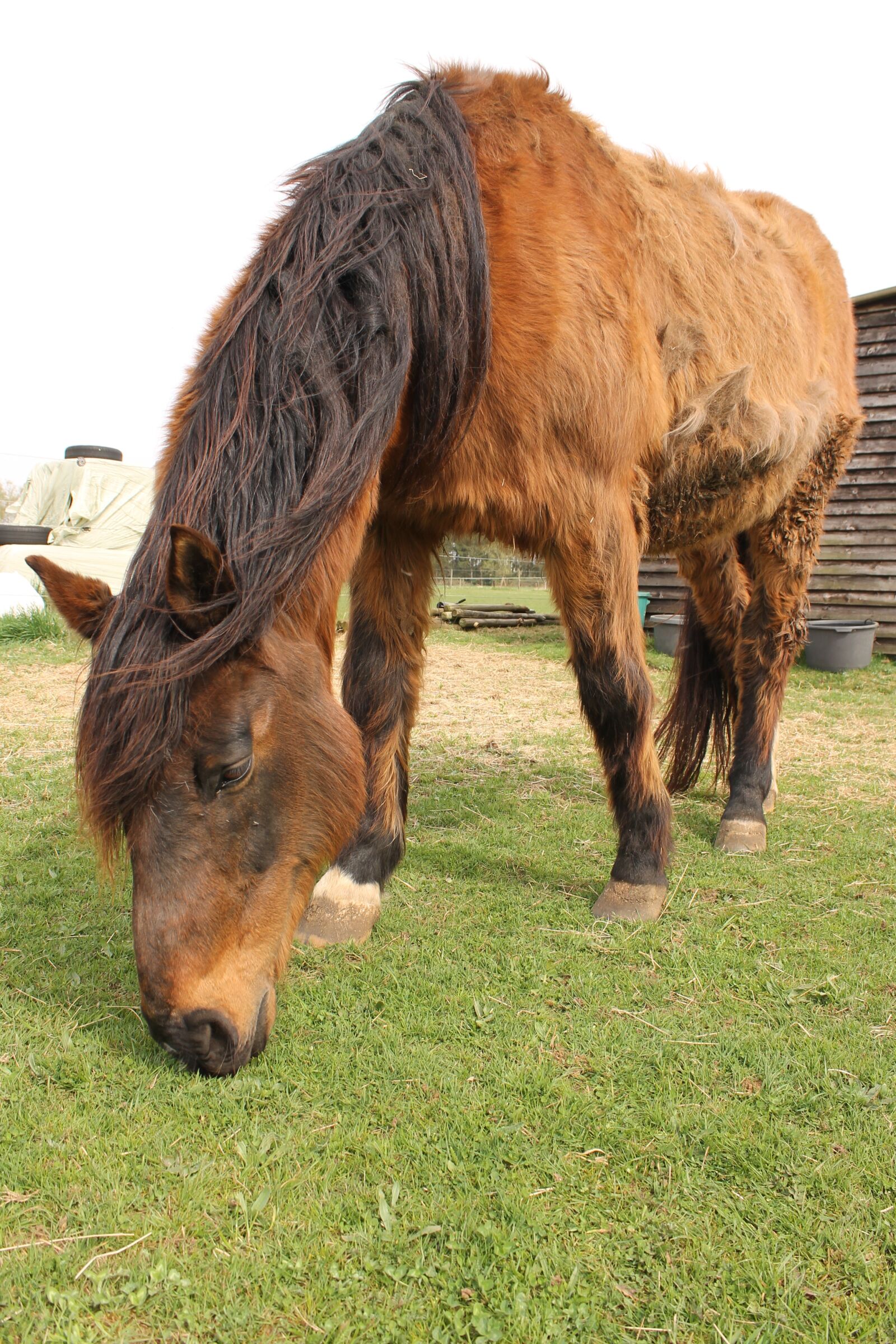 Canon EOS 1100D (EOS Rebel T3 / EOS Kiss X50) sample photo. Horse, animal, meadow photography