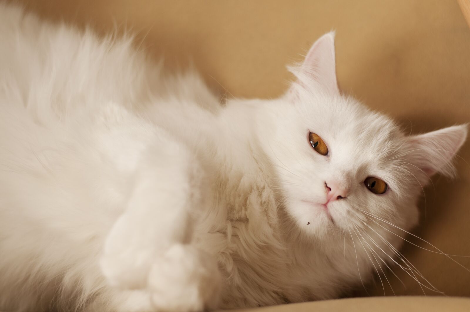 Nikon D5000 sample photo. Fluffy, white, cat photography