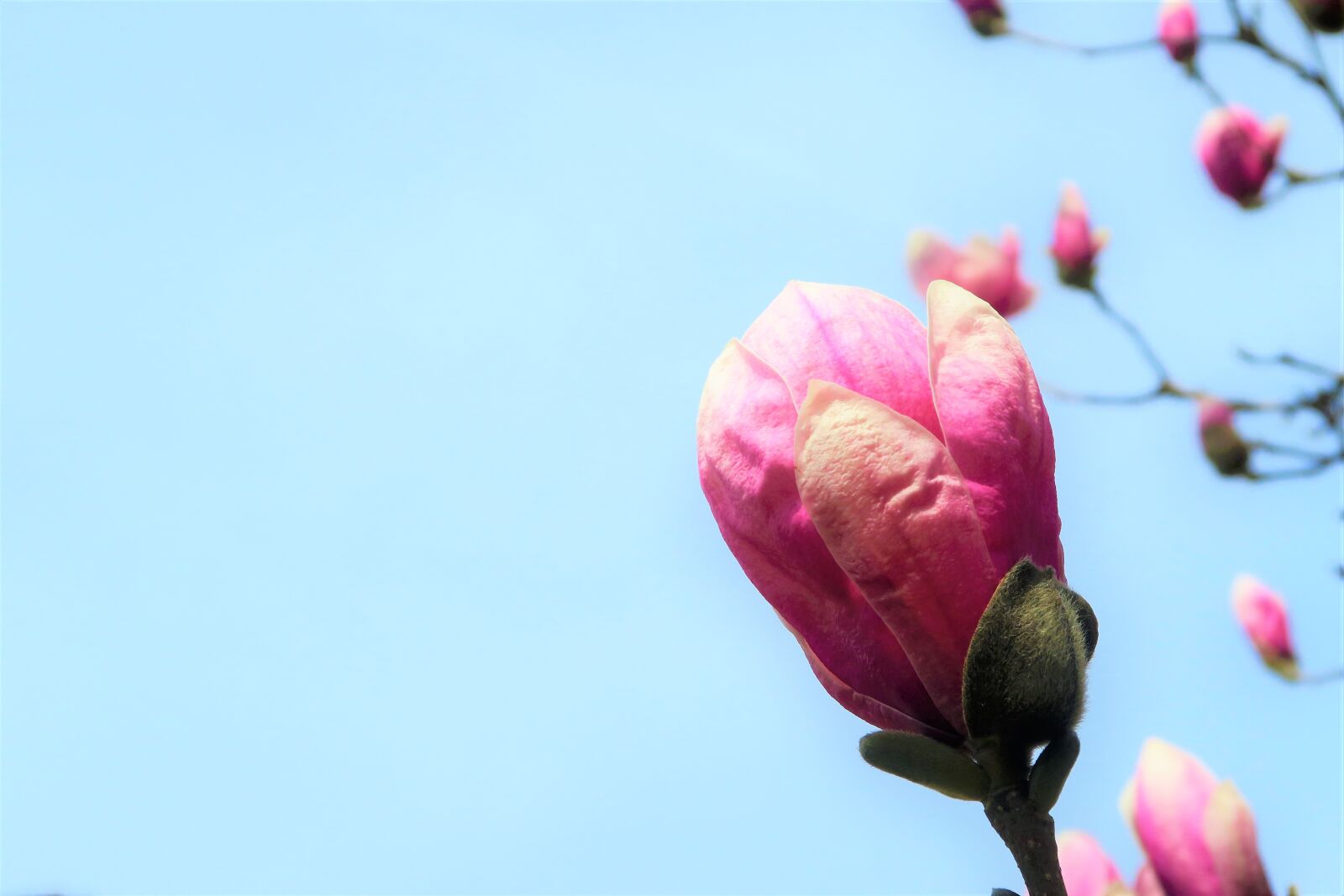 Canon PowerShot G7 X sample photo. Flower, plant, nature photography