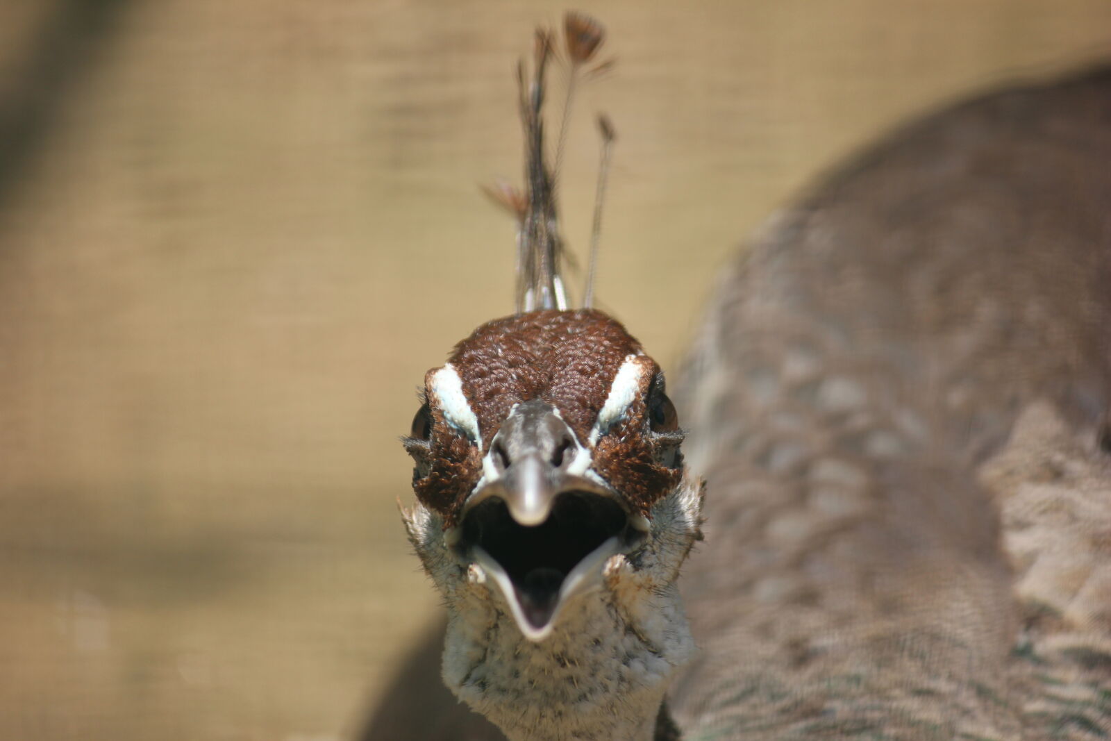 Canon EOS 600D (Rebel EOS T3i / EOS Kiss X5) sample photo. Face, peacock photography