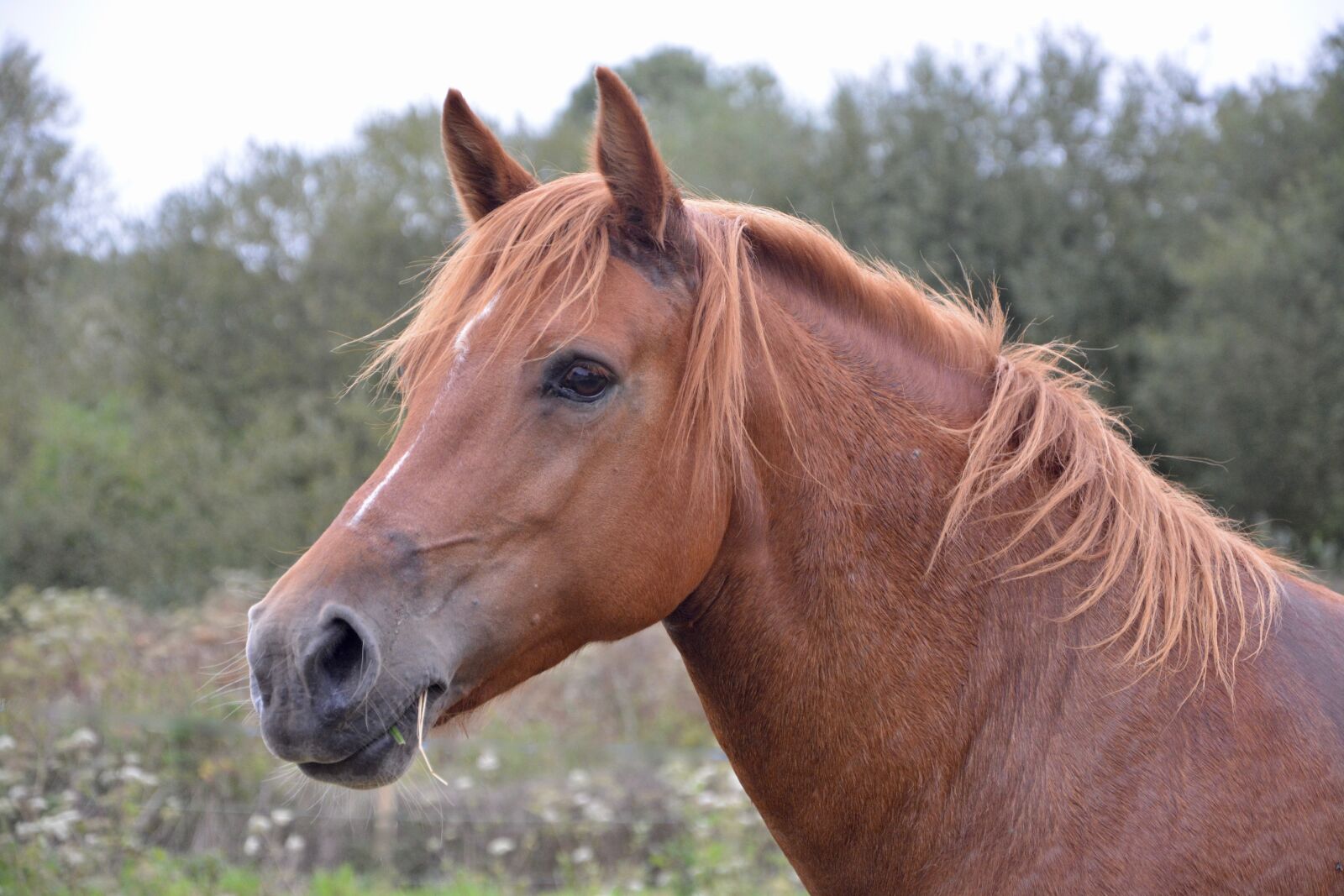 Nikon D5200 sample photo. Horse mare, next to photography