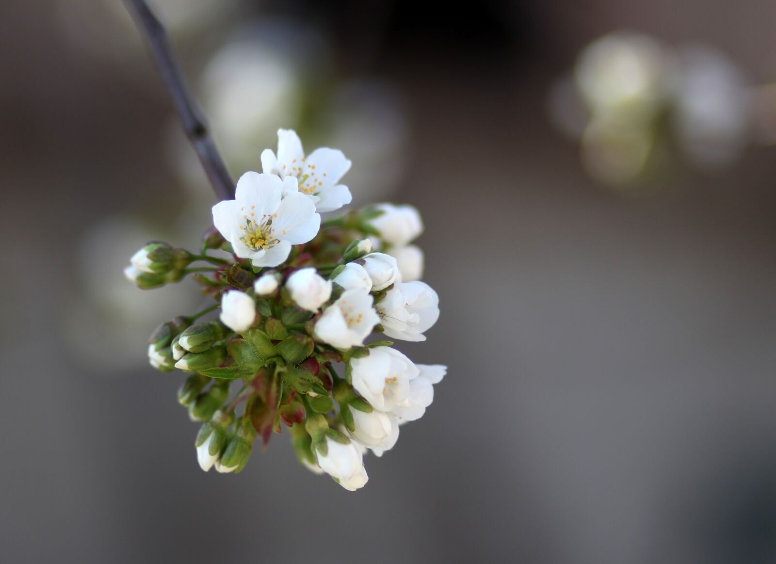 Canon EF 85mm F1.8 USM sample photo. Flower, cherry, tree photography