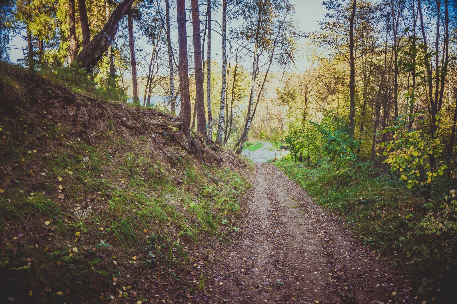 Sony Alpha a5000 (ILCE 5000) sample photo. Park, forest, track photography