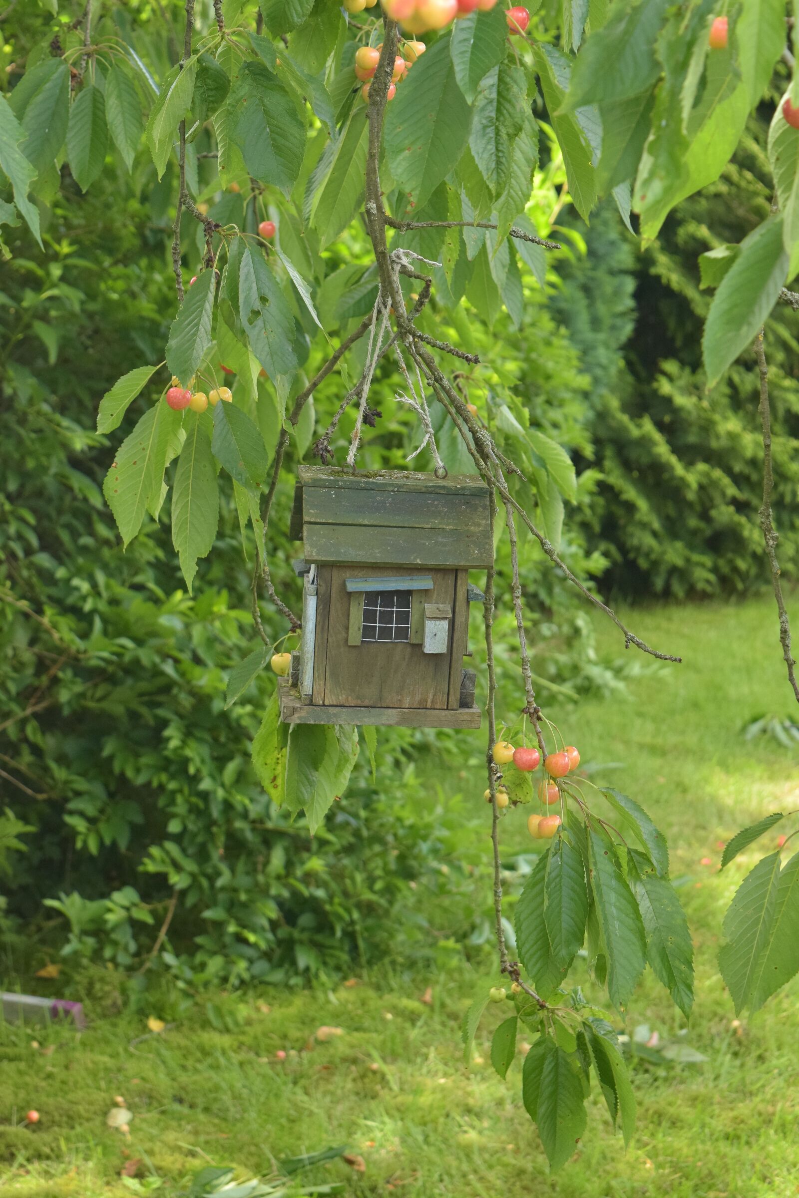 Nikon D5300 sample photo. Bird feeders, garden, aviary photography