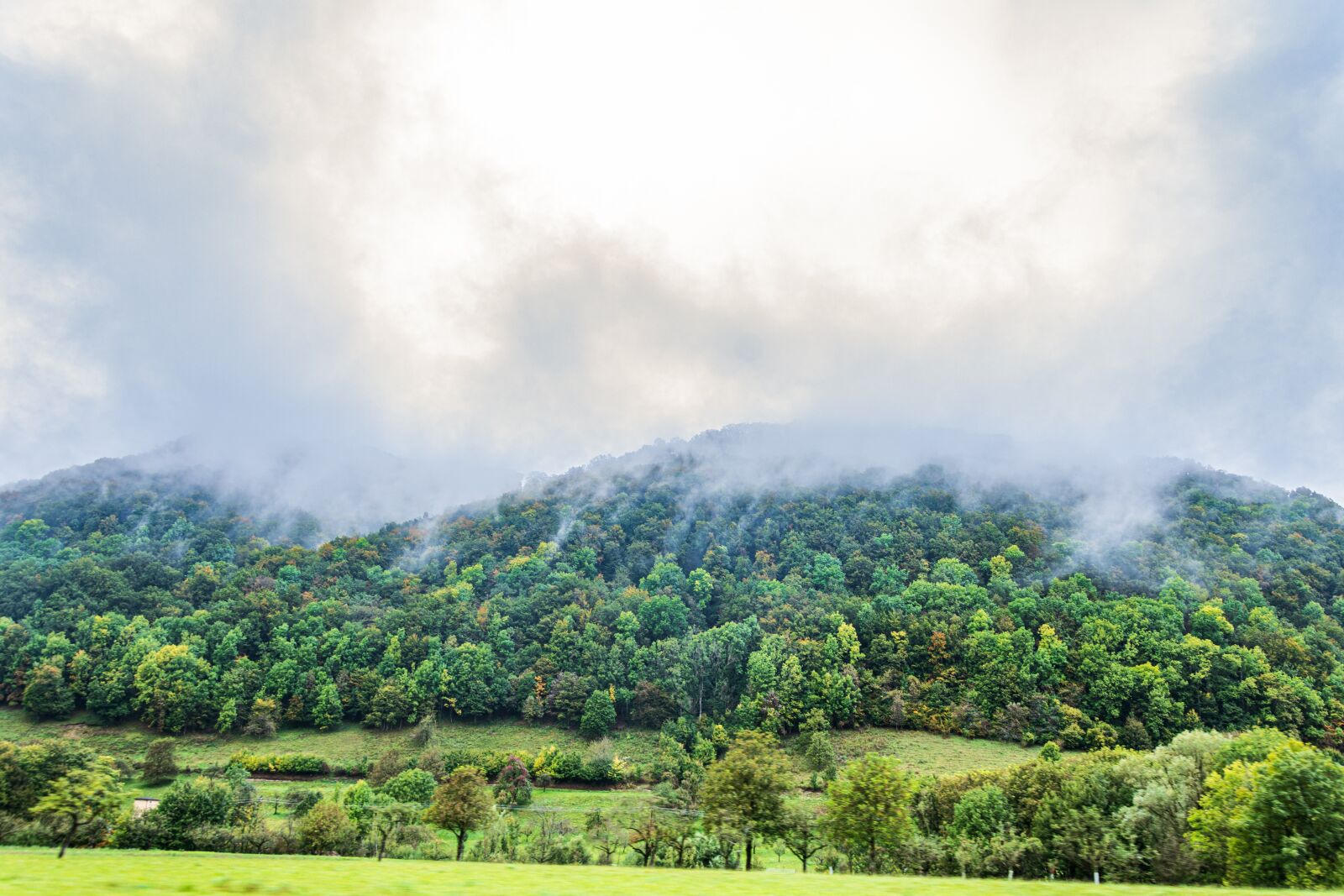 Nikon D7200 sample photo. Forest, fog, trees photography