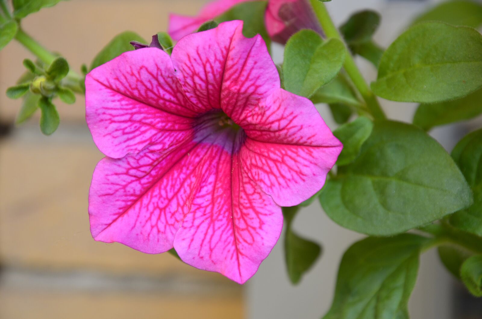Nikon D5100 sample photo. Flower, plant, summer photography